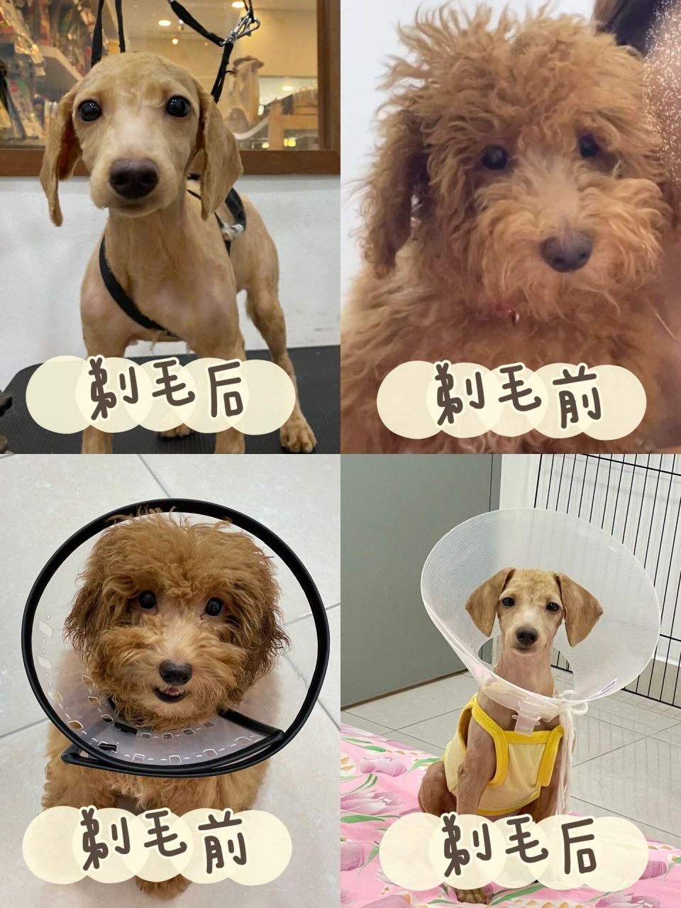 泰迪剃毛前后对比90 完全就是不同的狗17 很多人都说幼犬最好是在