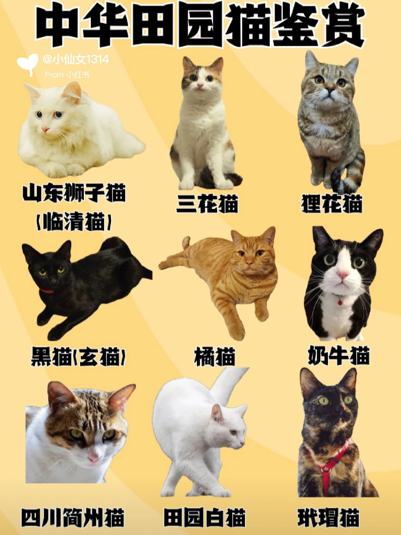 山东狮子猫 品种图片