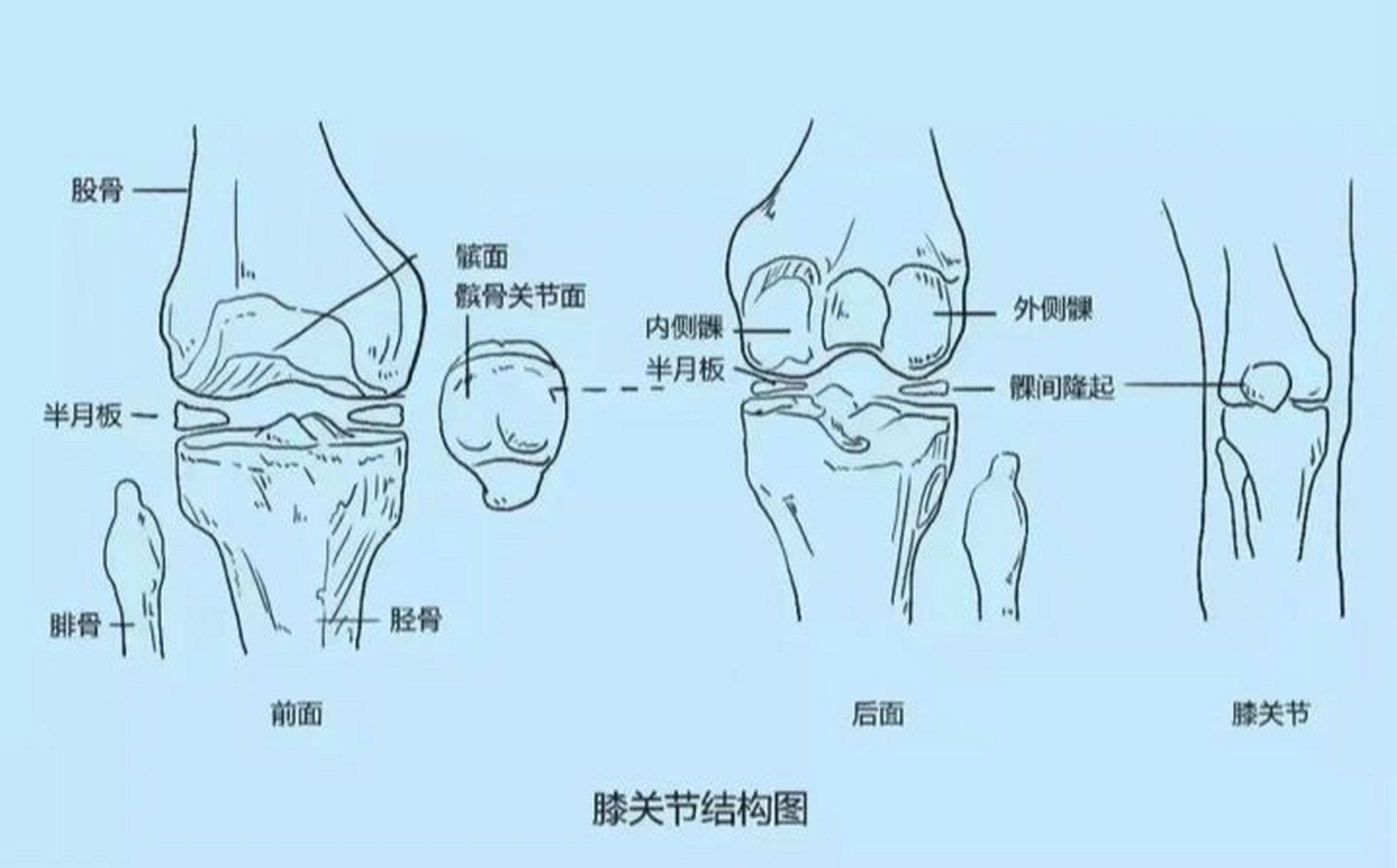 膝关节结构图