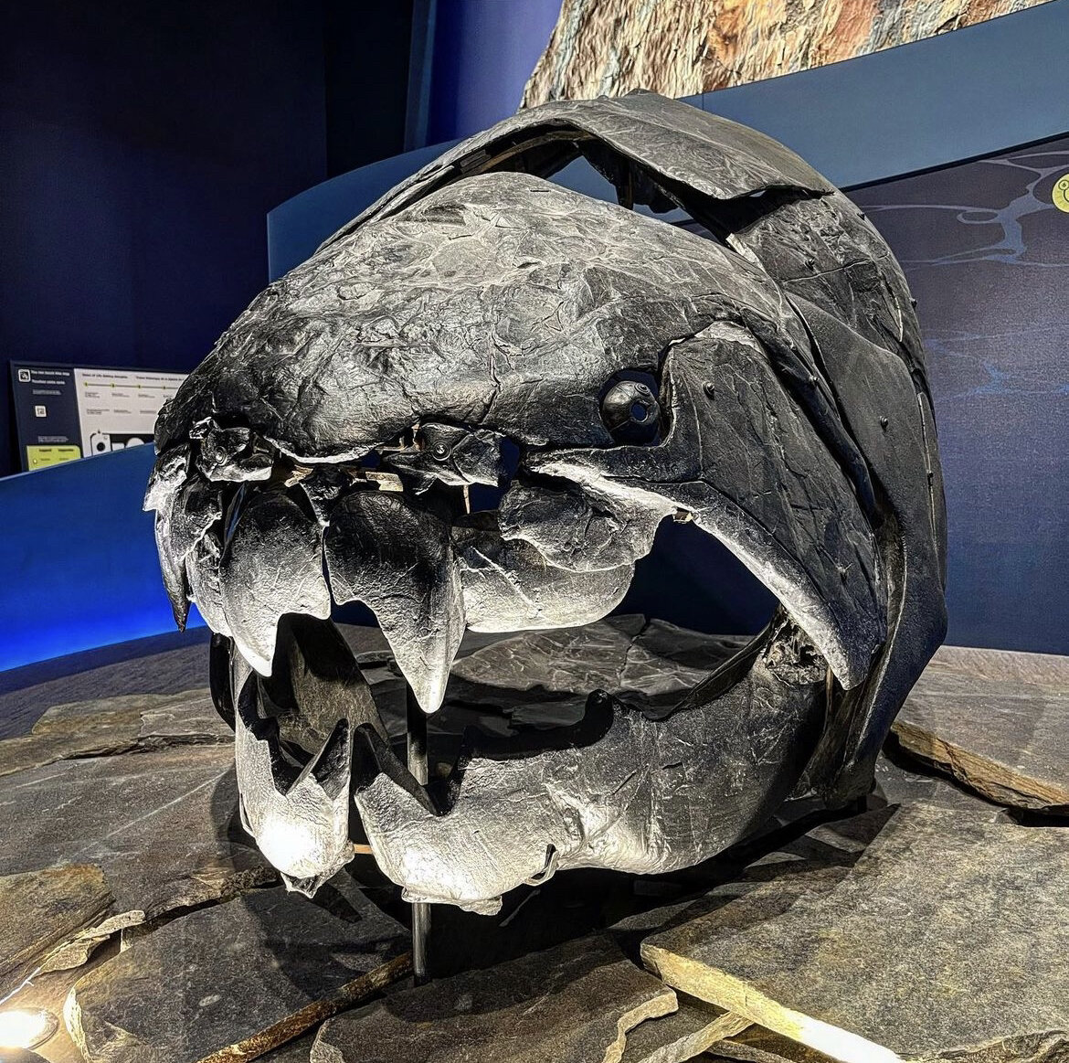 邓氏鱼头骨复原