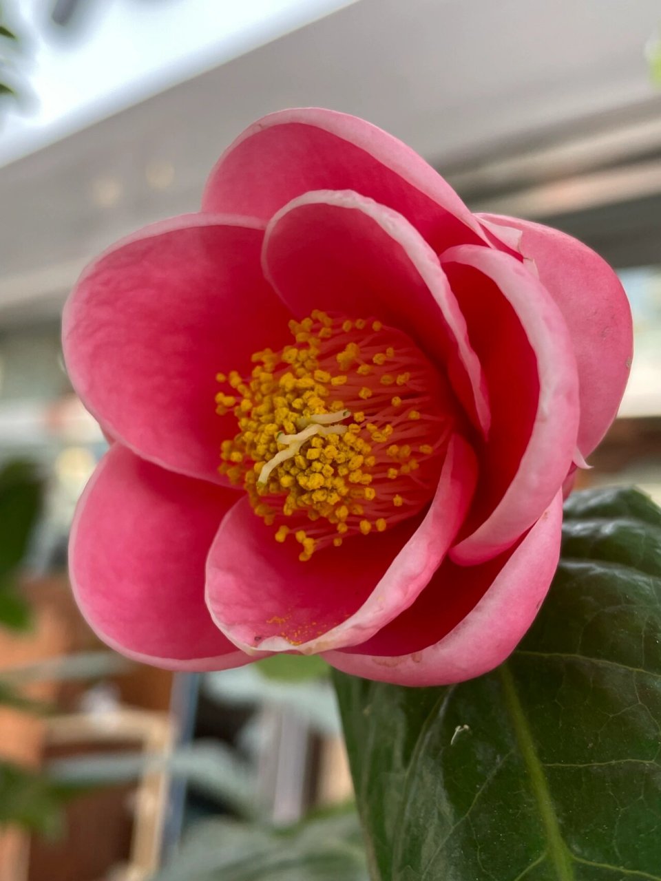 花型别致,色彩艳丽的四季海棠茶花 四季海棠茶花逐次开放.