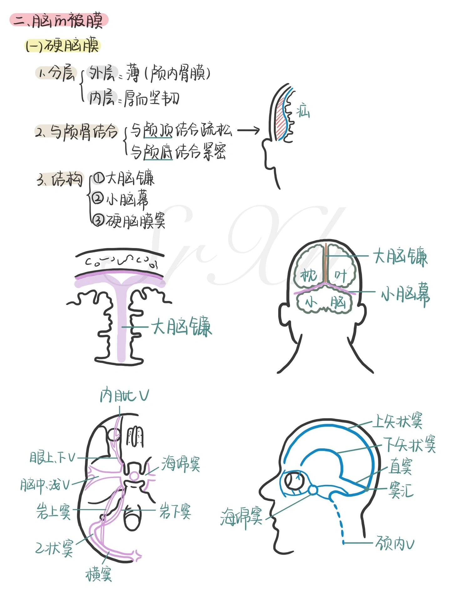 脑膜位置示意图图片