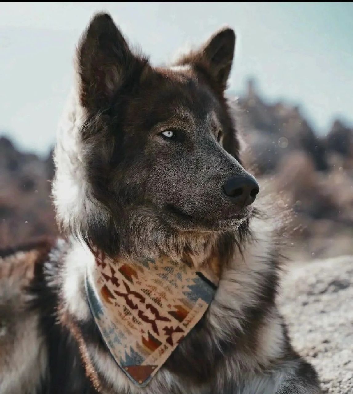 炒到一万一只的蓝湾牧羊犬 请冷静消费