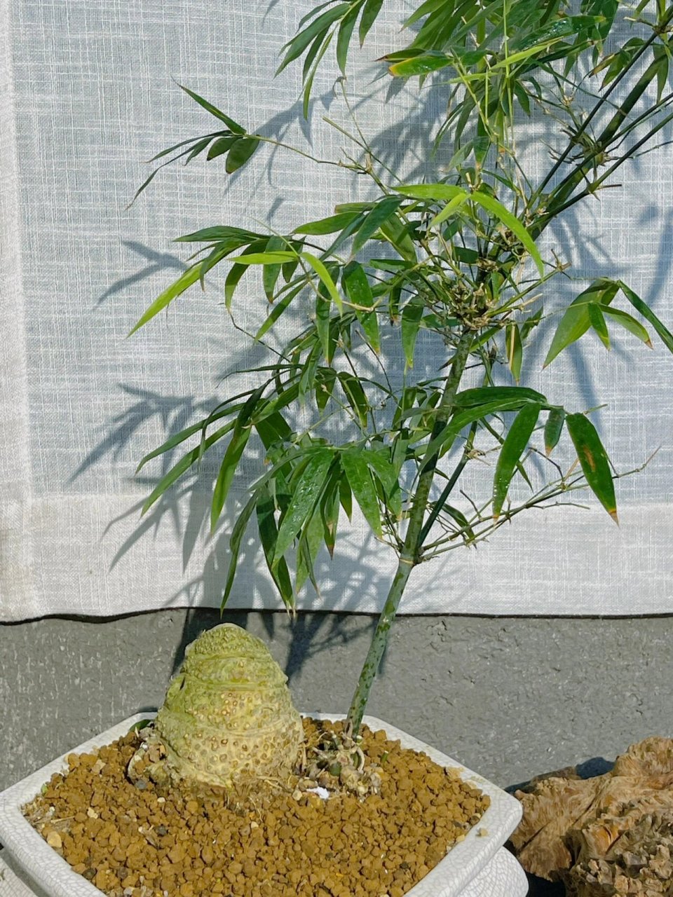 精品小叶簕竹 可爱小胖墩桩头 小叶簕竹也有难得的可爱型吧!