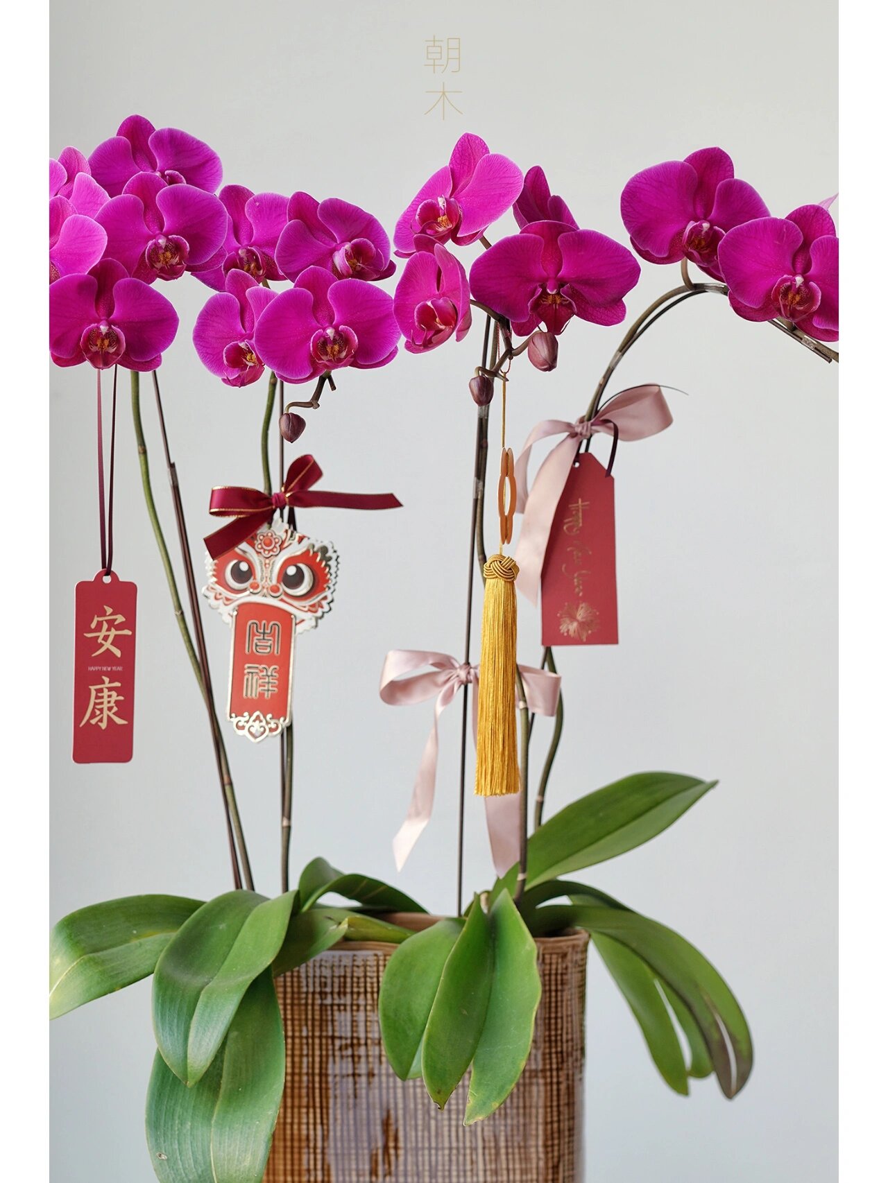 年宵花|蝴蝶兰 火凤凰 新年盆栽 𝟐𝟎𝟐𝟐年宵花【蝴蝶兰】售