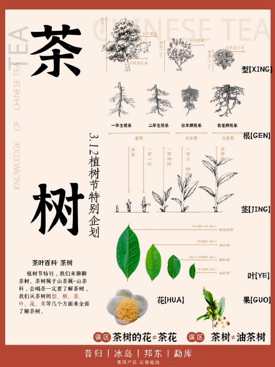 95茶知识|茶树,一个树的成长过程 明天就是3.