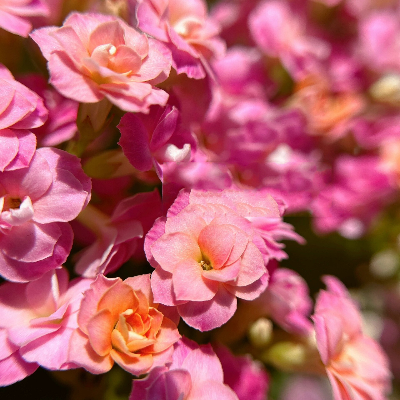 长寿花(4)小彩旗 小彩旗花朵大小应该属于中花,颜色橙转粉,不消苞,花