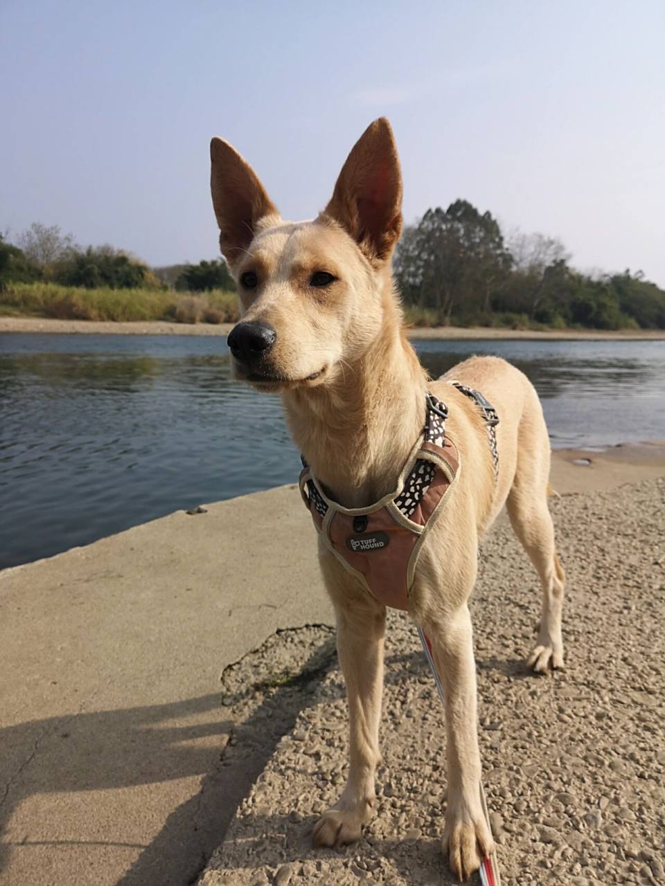 德牧拉多串 两个品种的狗子我都很爱,逛海鲜市场无意中看见的,毫不