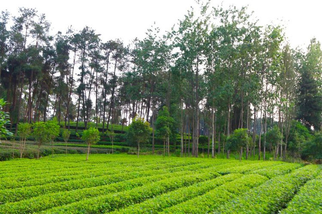 探访蒲江成佳茶乡