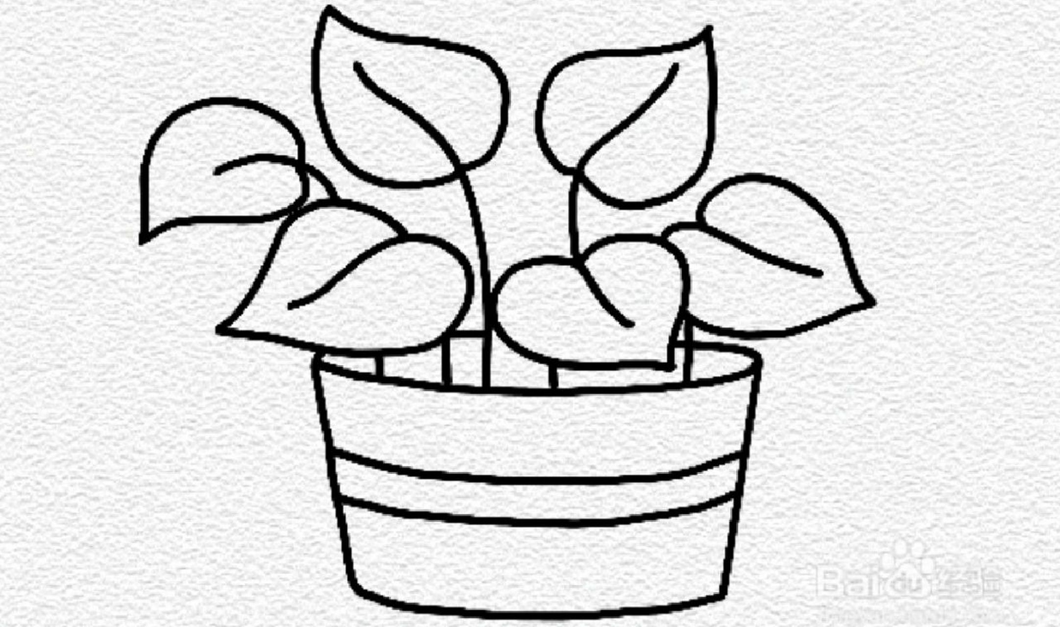 绿萝简笔画 绿萝简笔画