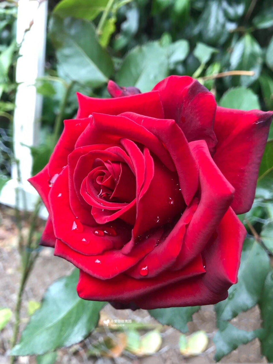 带你认识小花仙里的花精灵王 红玫瑰精灵王安娜托利亚 花语:热烈的