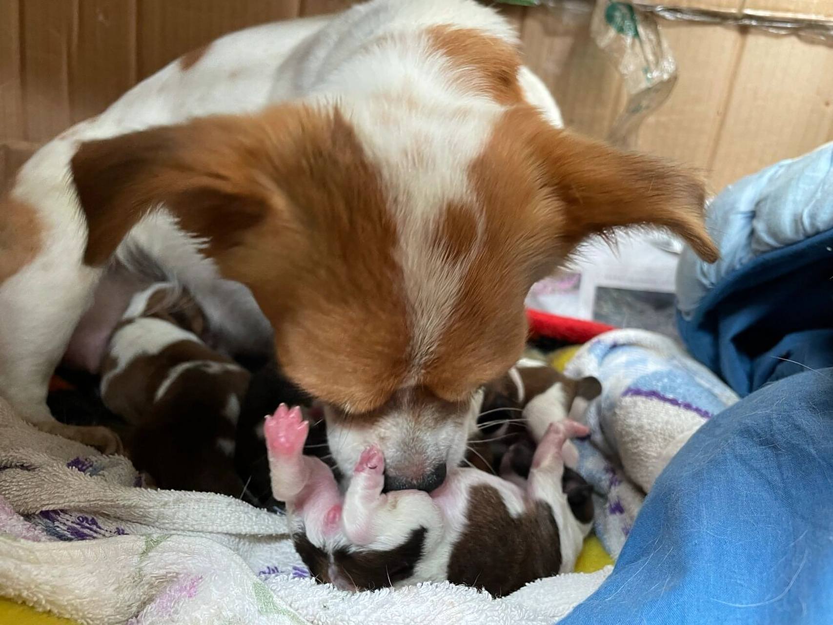 狗狗怀孕生产啦 小型犬一胎又生了六个狗宝 78我家狗狗叫niania