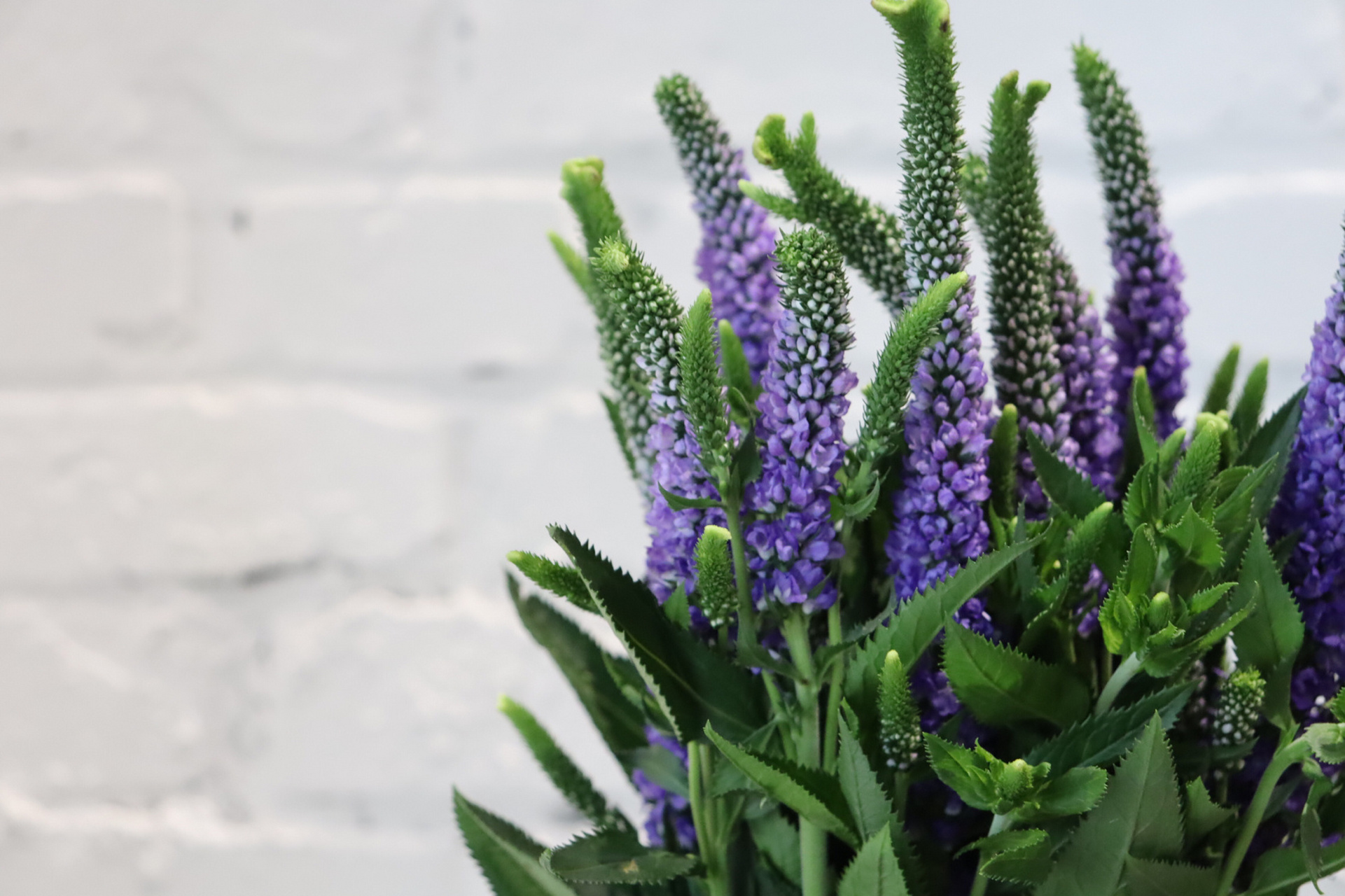 每日识花——鼠尾草 穗花婆婆纳,玄参科婆婆纳属植物.因外形像老鼠的