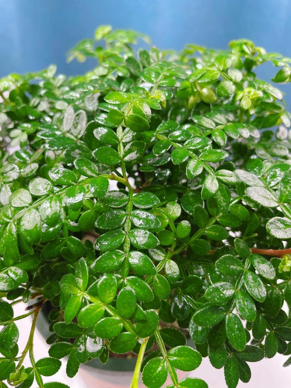 清香木,又名胡椒木,放在室内可以驱赶蚊虫 所以也被称为驱蚊木,四季