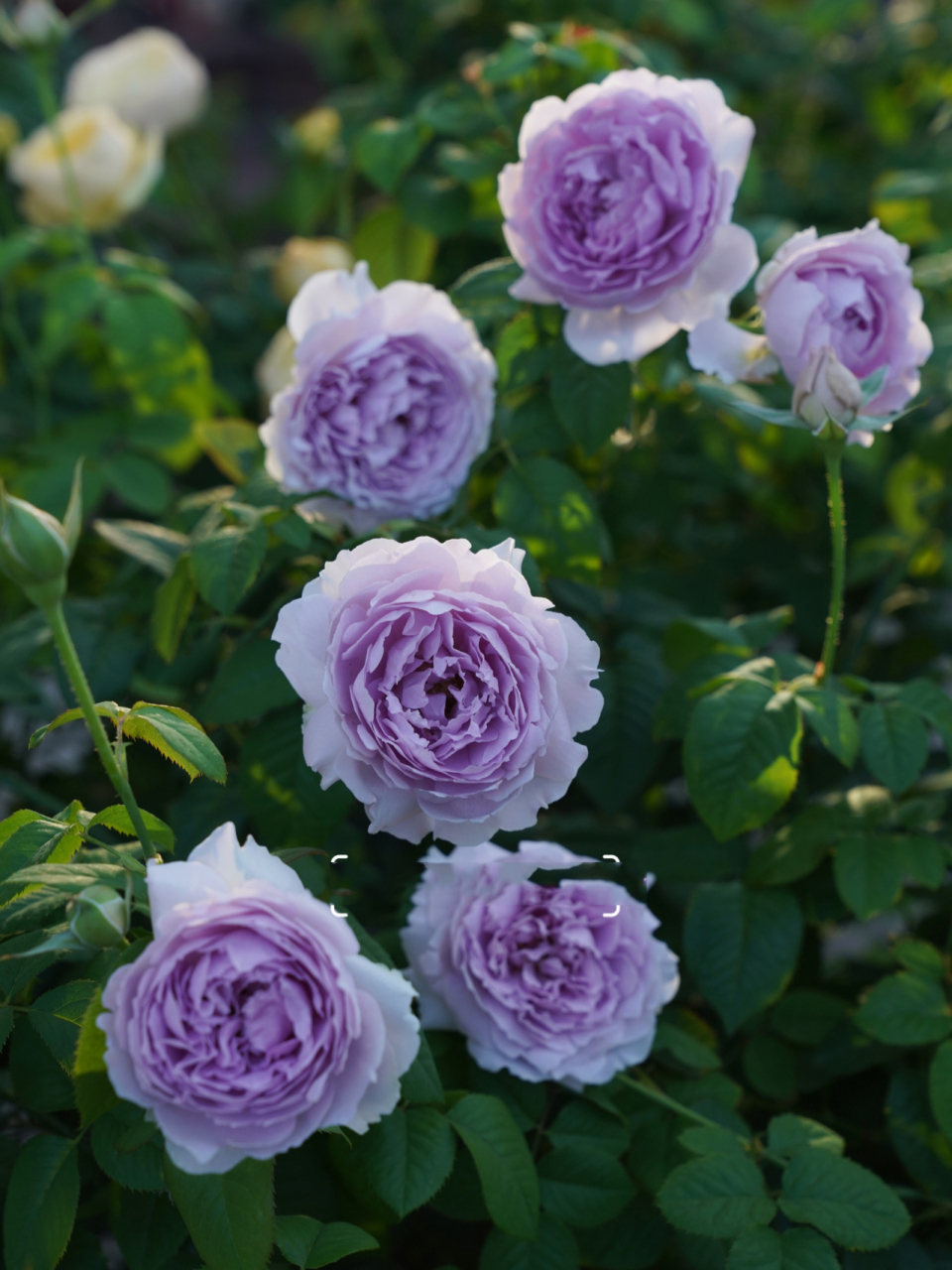 【隐隐青月季群开效果真喜人】与丽拉不分伯 这简直开不停呐,复花性好