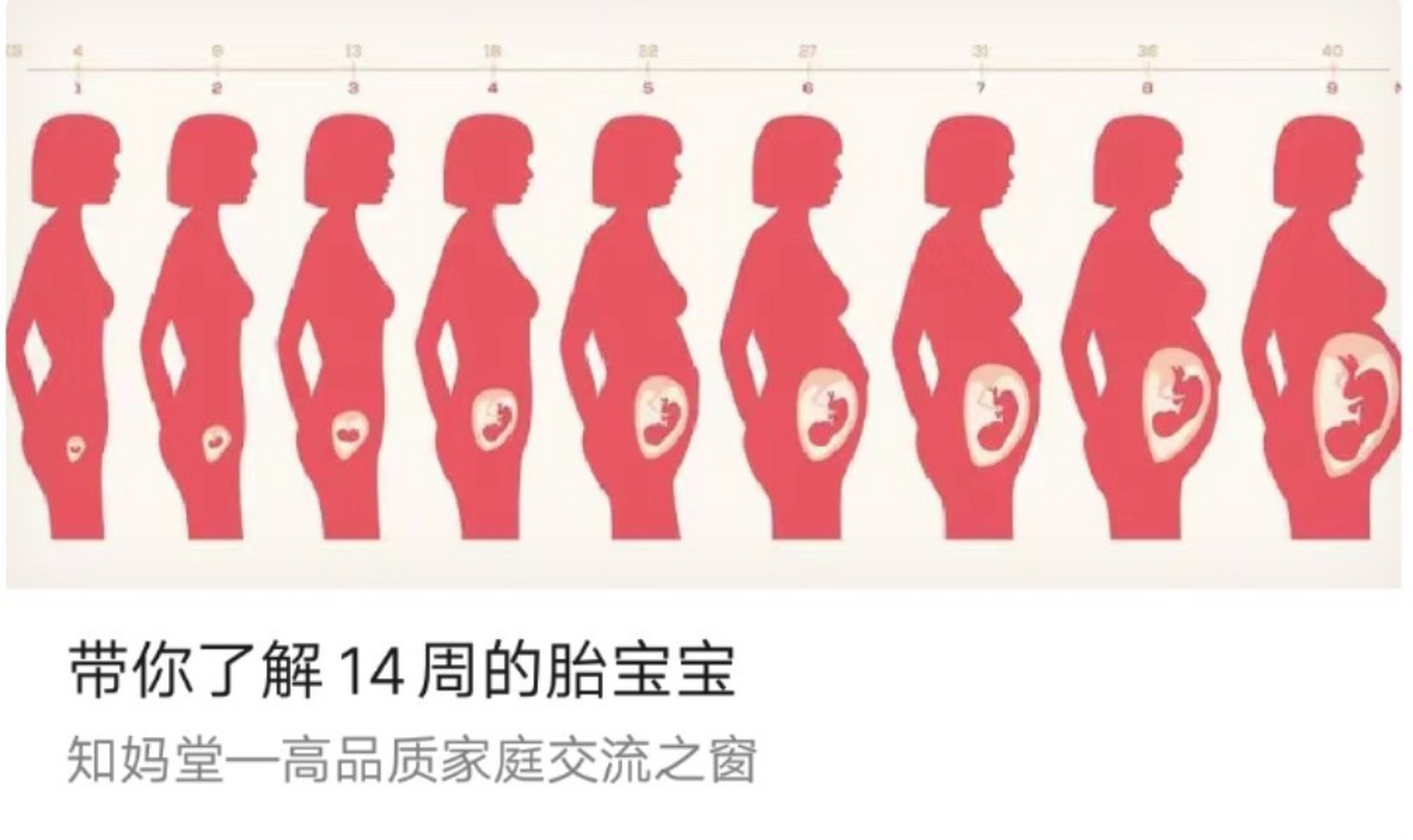 十四周的胎儿有多大图片