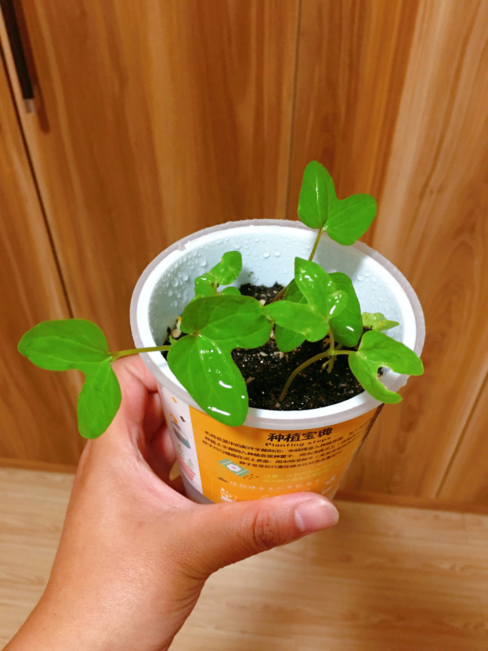 记录一下自己种的牵牛花,从发芽到开花96