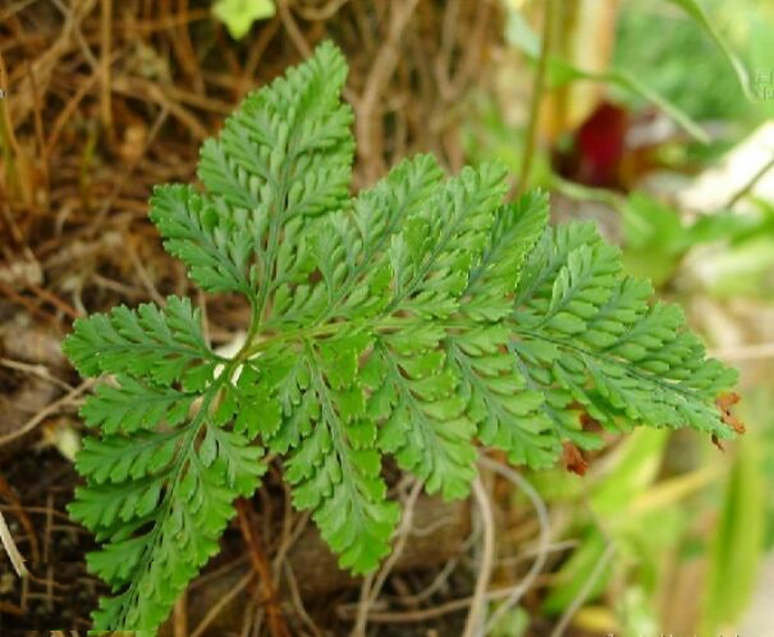 骨碎补 ~ day 171 来源:水龙骨科植物槲蕨的根茎.