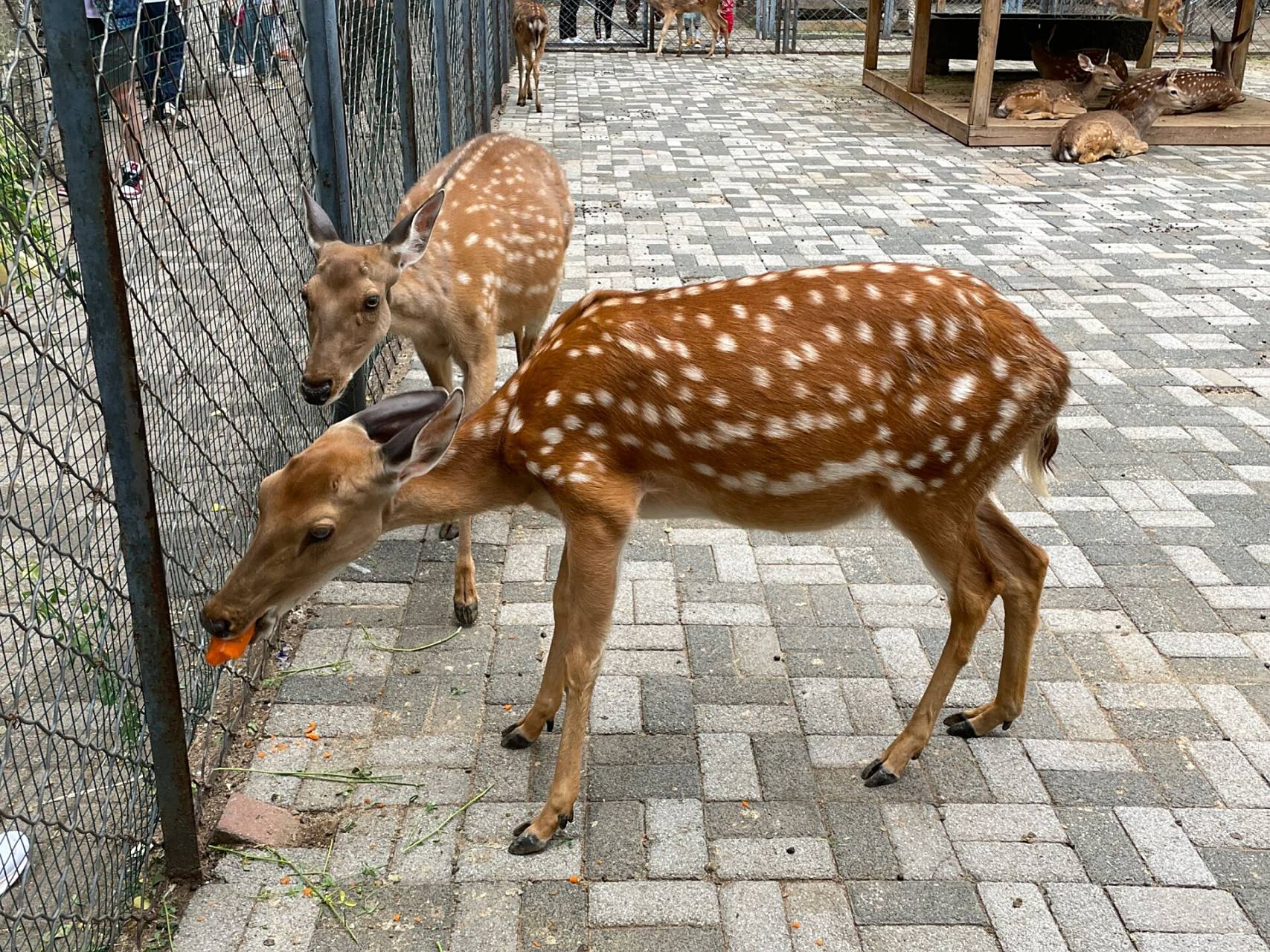 长白岛森林公园游玩攻略|免费的动物园 位置:和平区胜利南街与南堤西