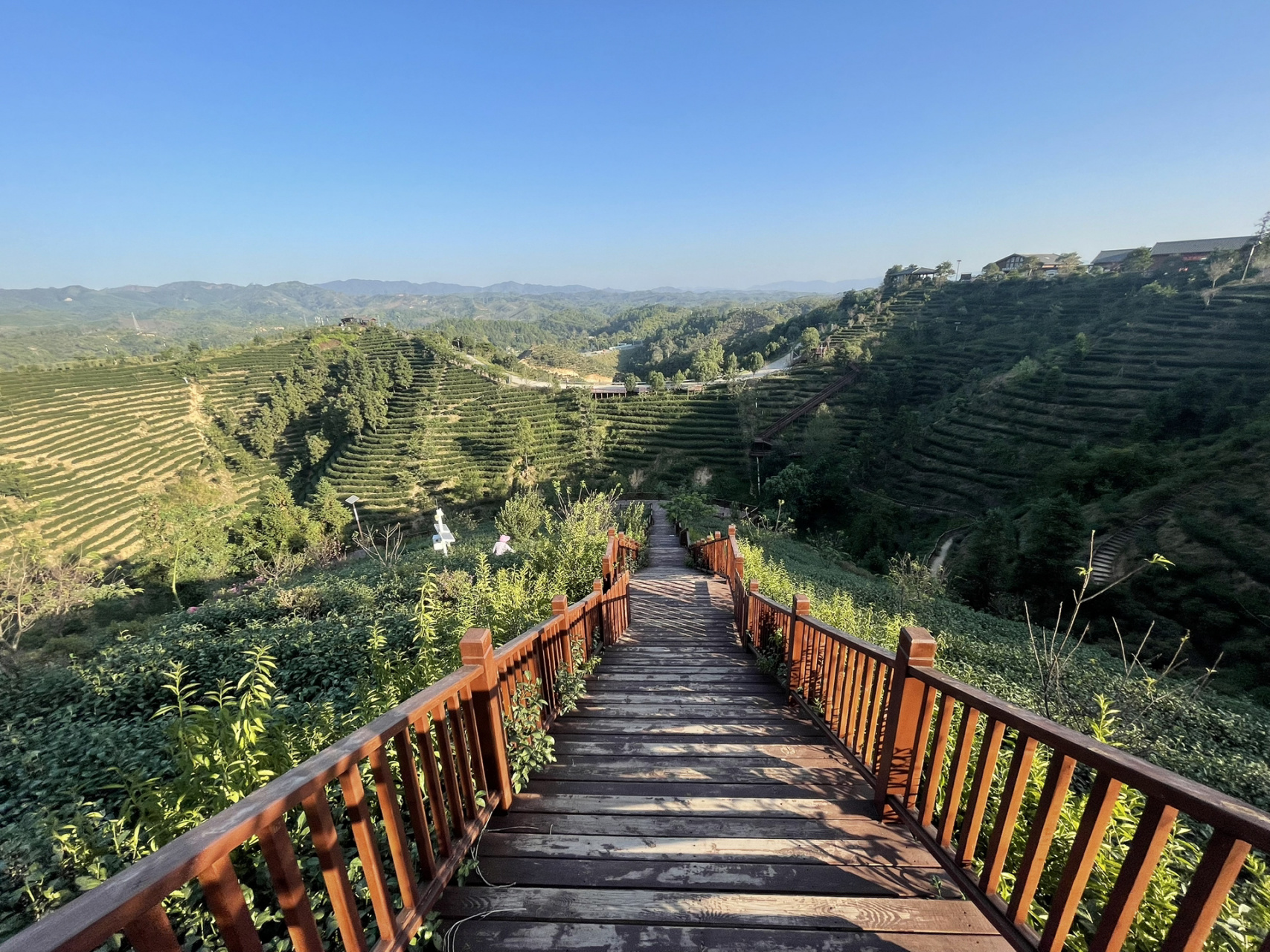 广东河源紫金县客茶谷 茶山与木栈道的结合很ok 山上暂时没吃的,山下