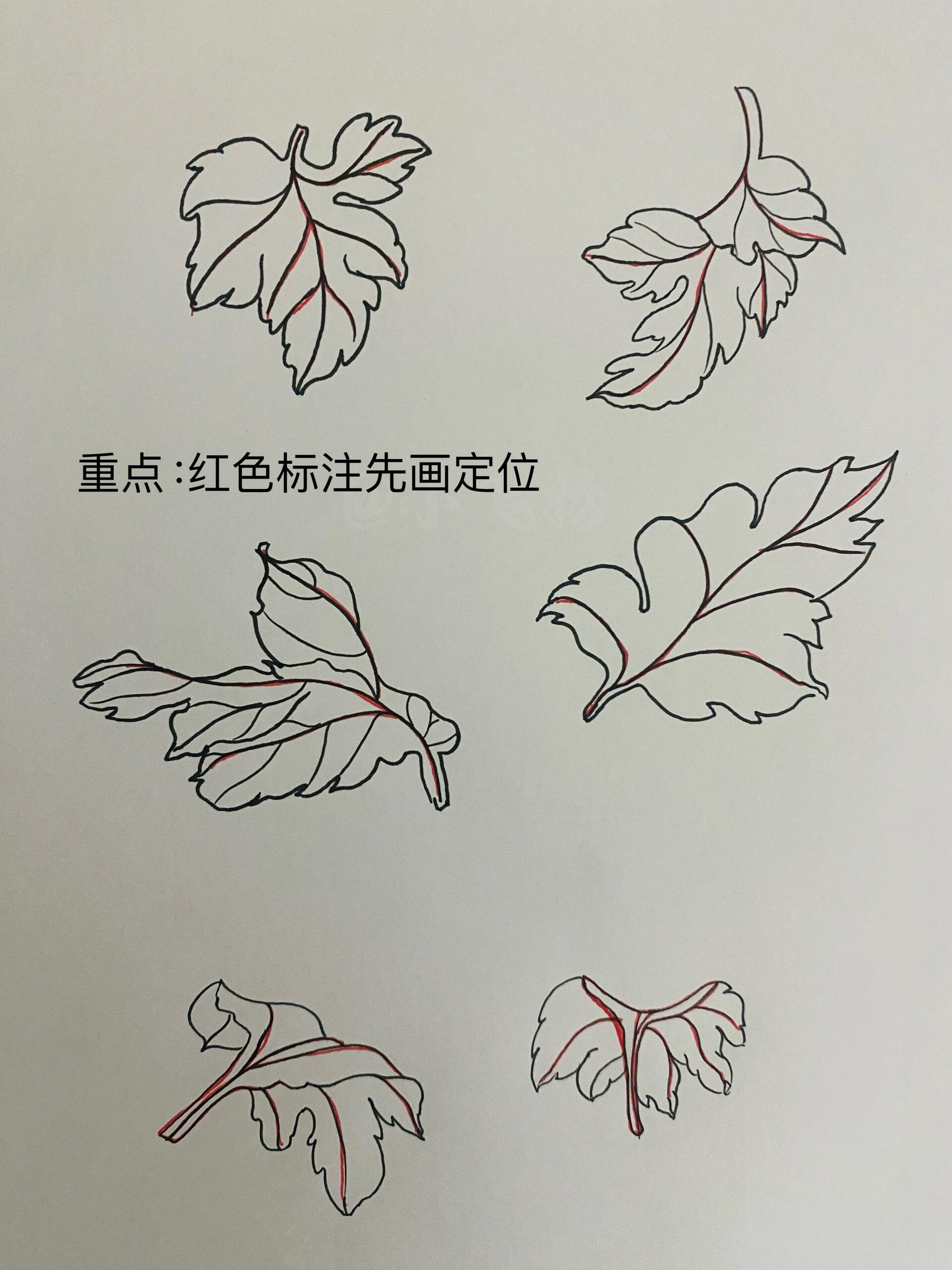 分享零基础菊花叶子的画法和多角度练习