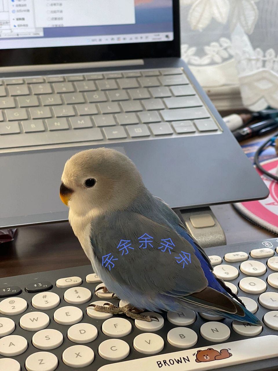 牡丹鹦鹉 蓝银 浅发一下我家piu 亮大宝  盗图gou  亖全家