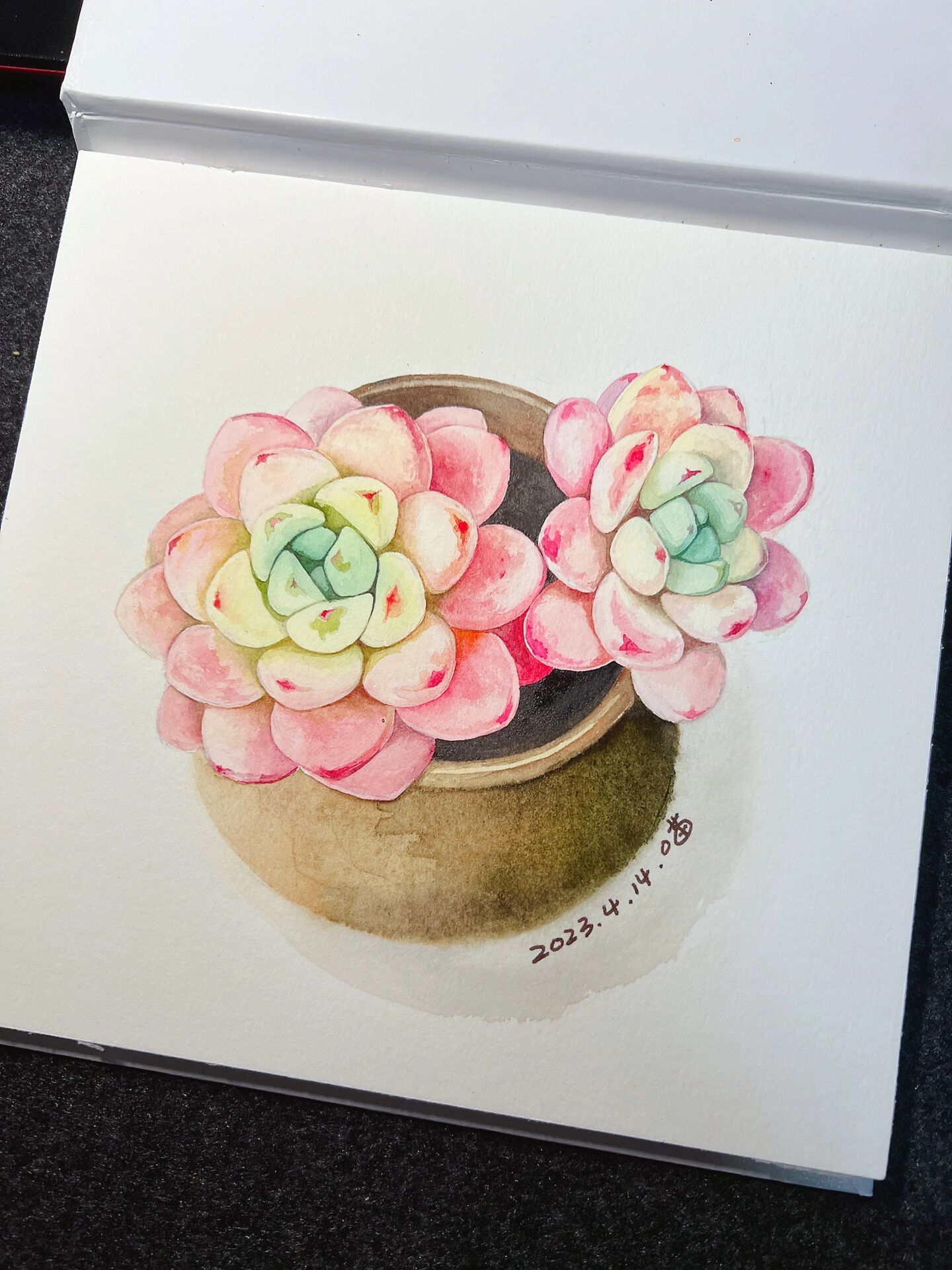 水彩植物写生练习·多肉罗琦