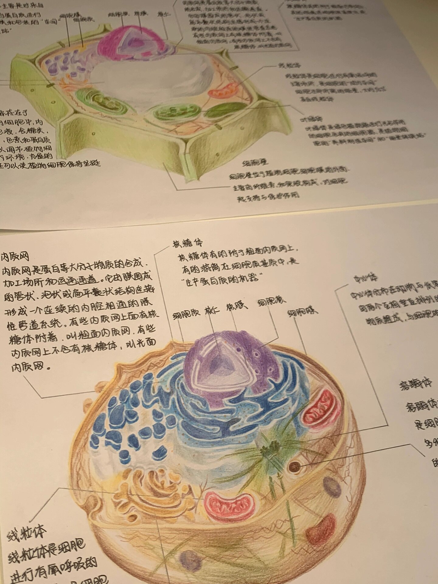 高一生物必修一细胞结构图
