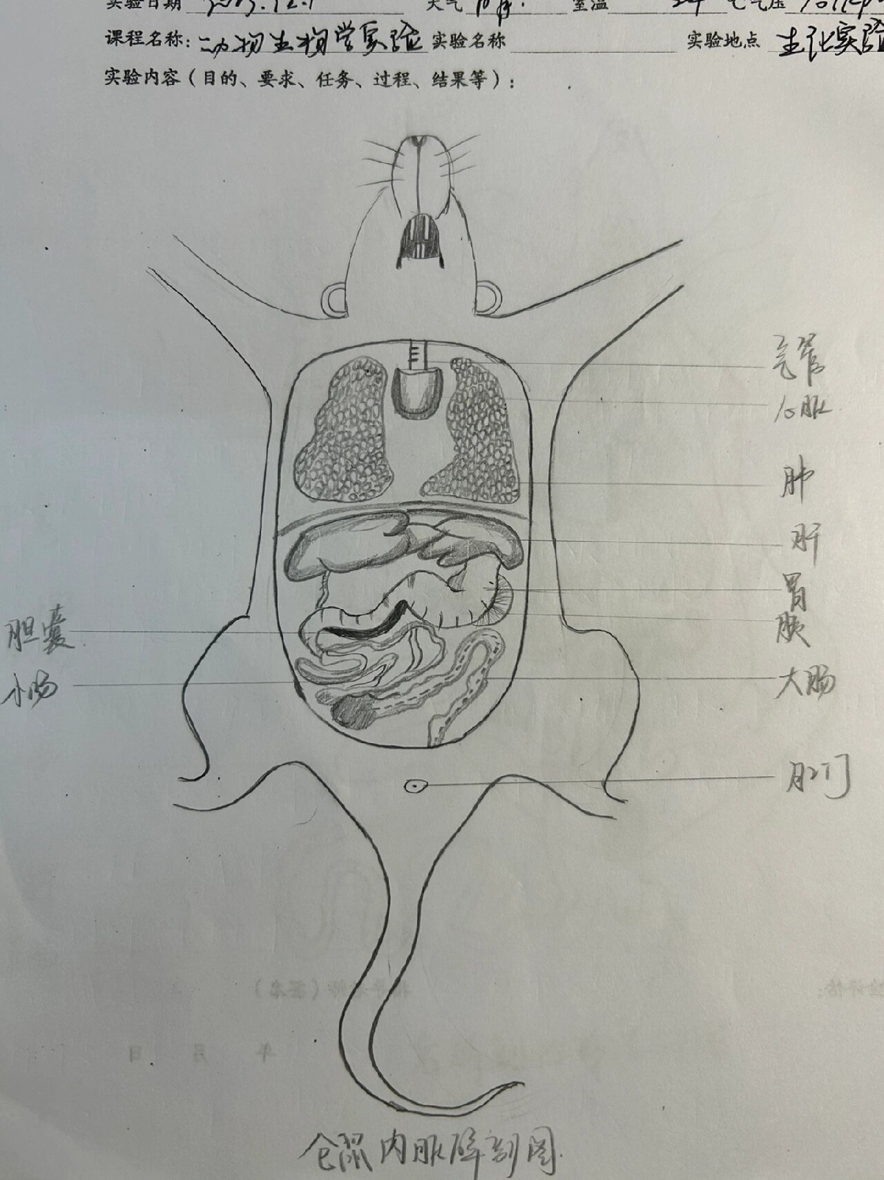 动物的内部解剖图 小鼠内部解剖图 兔子内部解剖图 蟾蜍内部解剖图