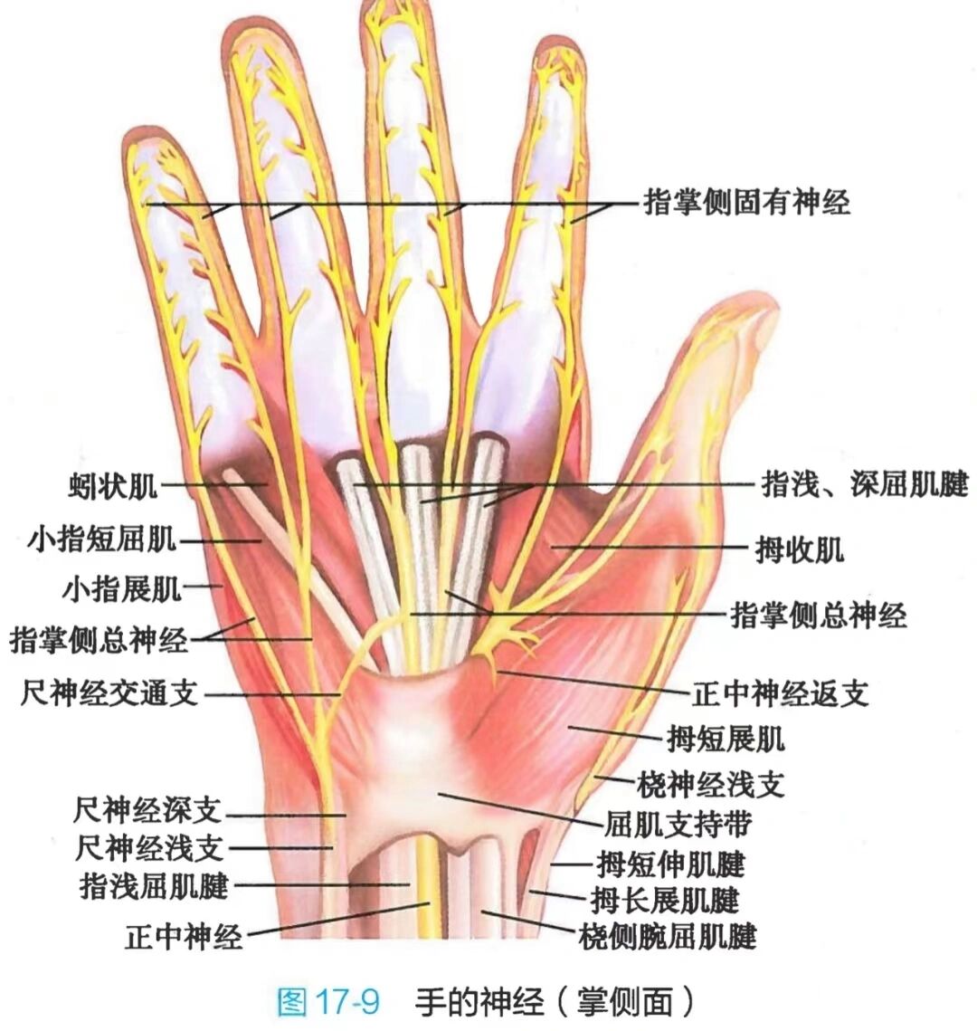 医学图谱——周围神经系统