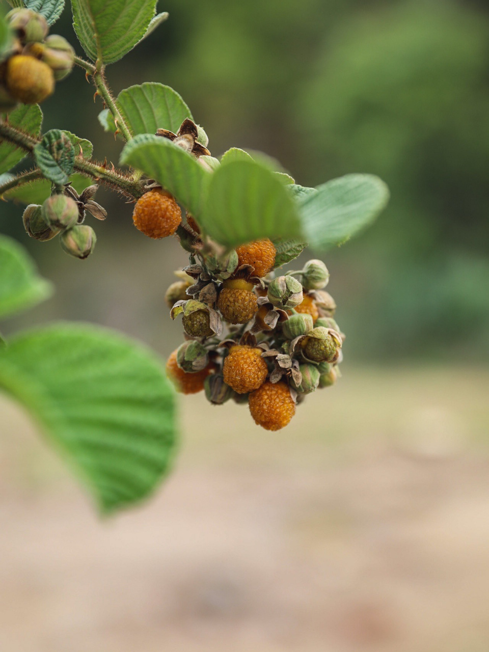 野生黄树莓,覆盆子(腾冲叫·黄泡果) 早鸭～又来山里造 我老家是红色