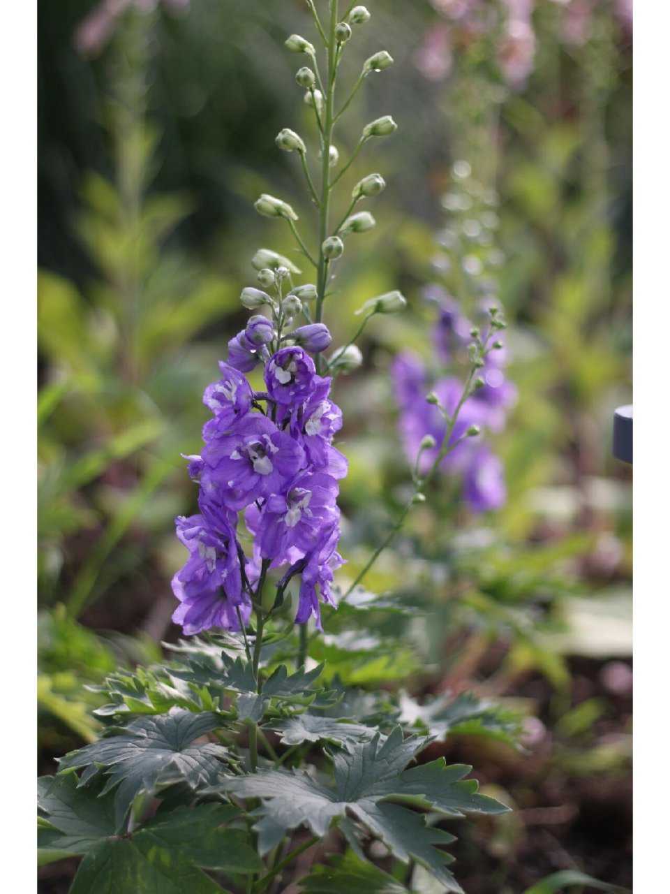 飞燕草(毛茛科飞燕草属) 别名(大花飞燕草,鸽子花,百部草,鸡爪连,干鸟