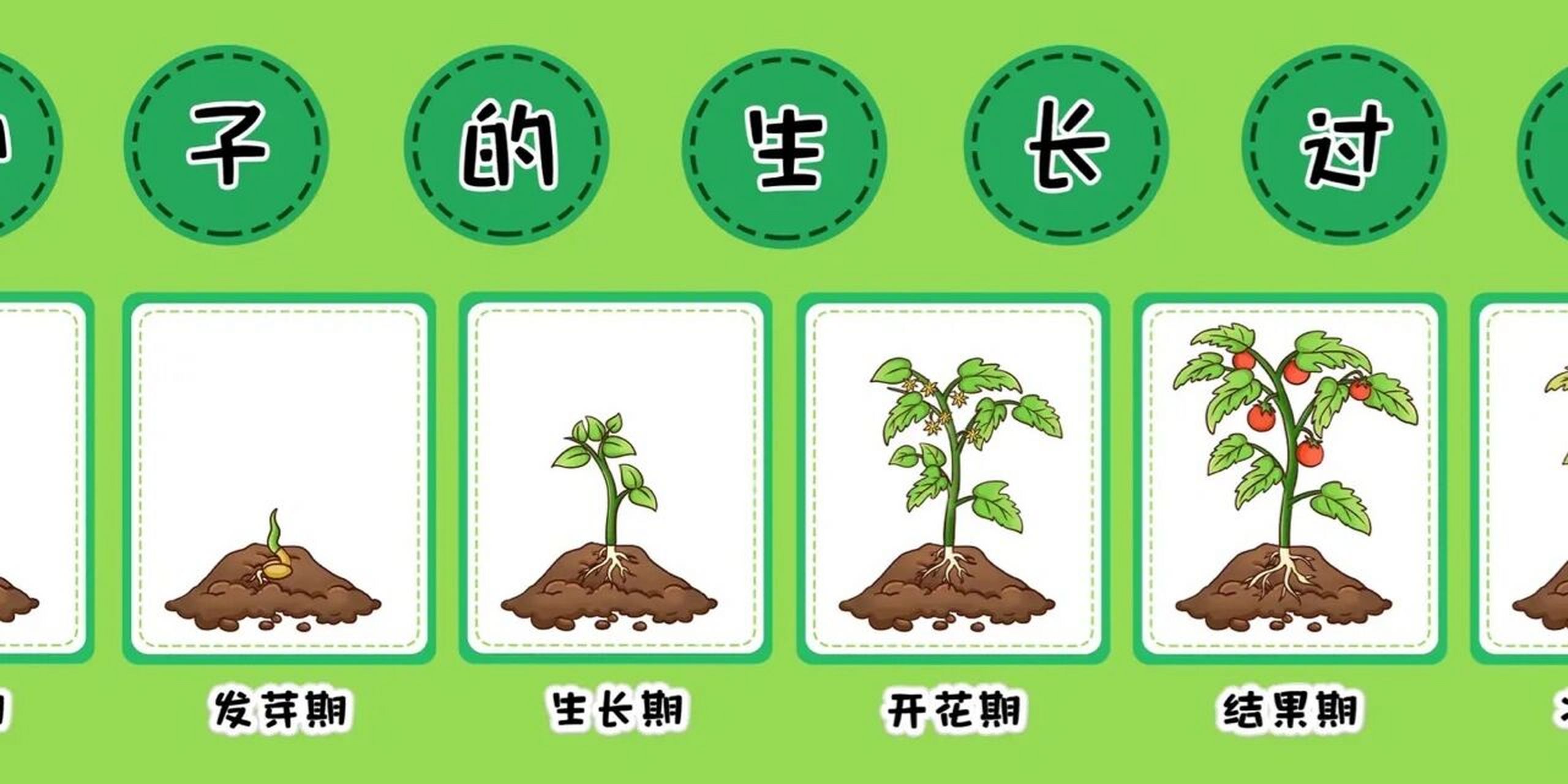 豆子的生长过程