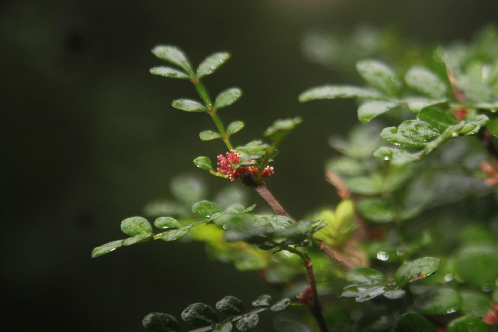 胡椒木开花什么样子图片