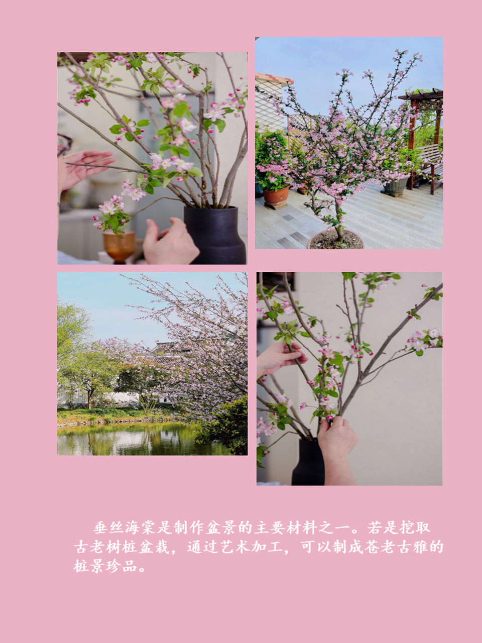 【垂丝海棠】海棠花上问春归 垂丝海棠(malus halliana),又名垂枝海棠