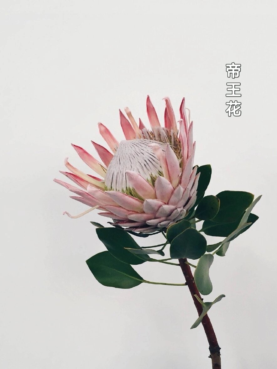 异形花材图鉴 | 北京花艺培训| 花材认识 "没有谁的生活会一直完美,但