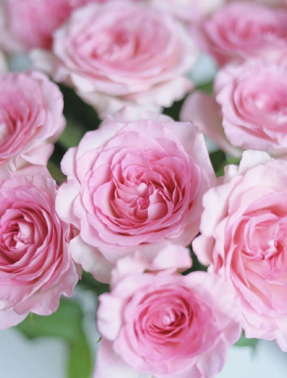 洛神玫瑰养护分享 品种:洛神玫瑰 花色:粉白渐变的花色,层次感太强了