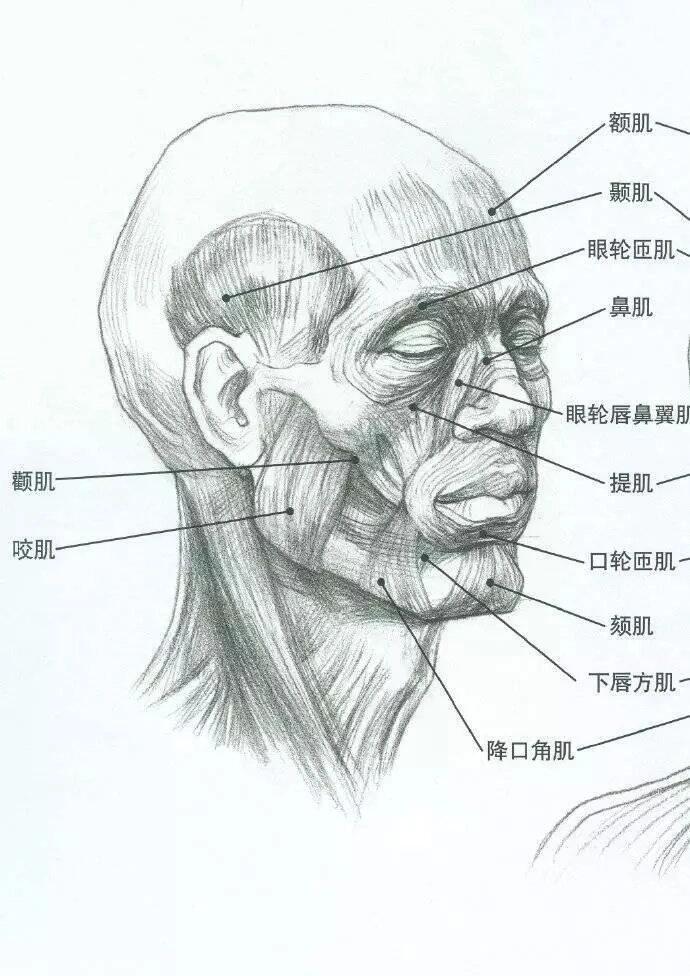 绘画素材|素描头像肌肉,体块分解 只有在理解人体结构的基础上才能更