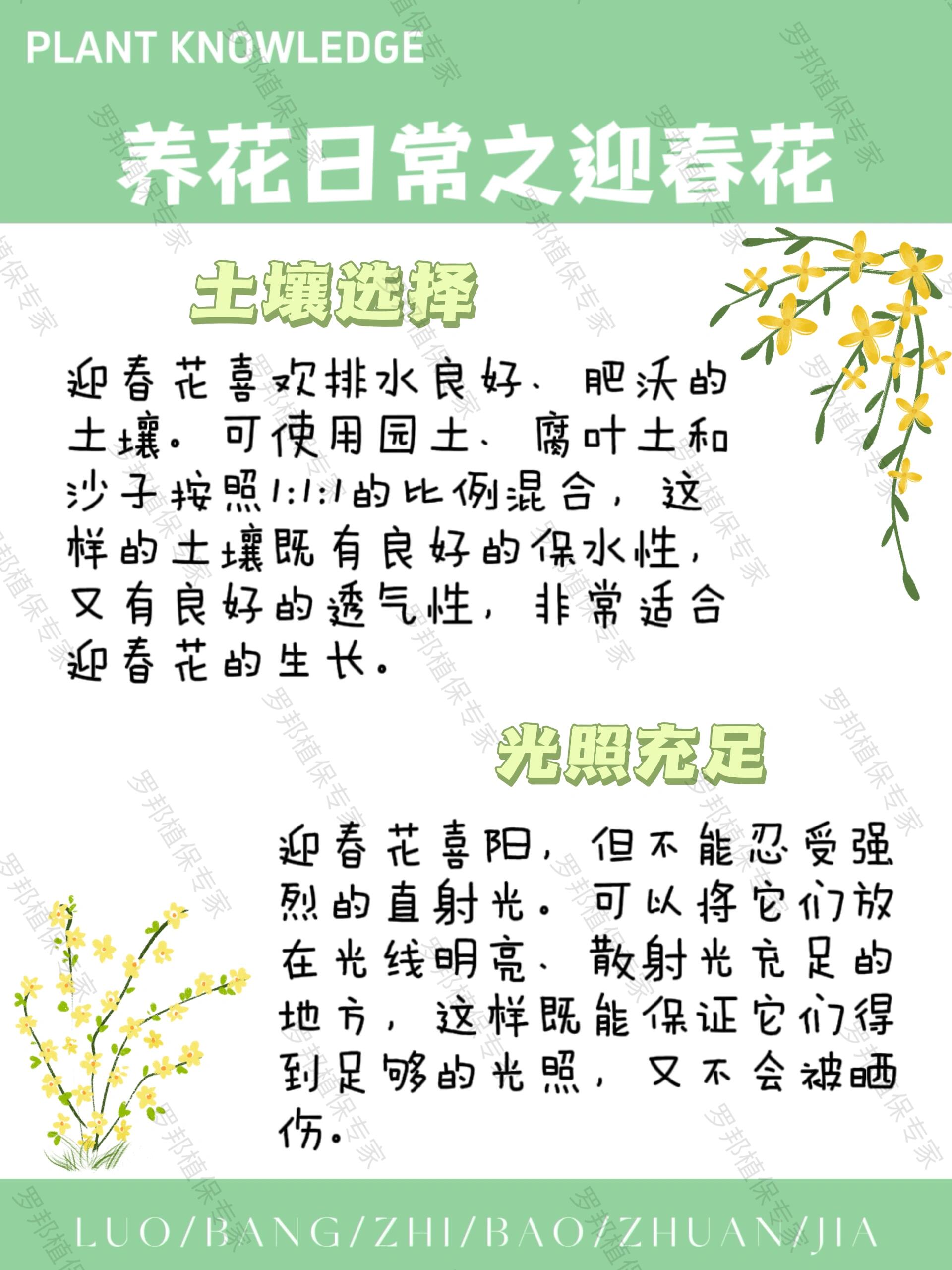 迎春花的生长过程图片