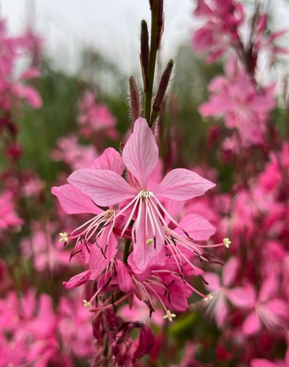 认识身边的植物  山桃草 山桃草 柳叶菜科,山桃草属,多年生草本 原产