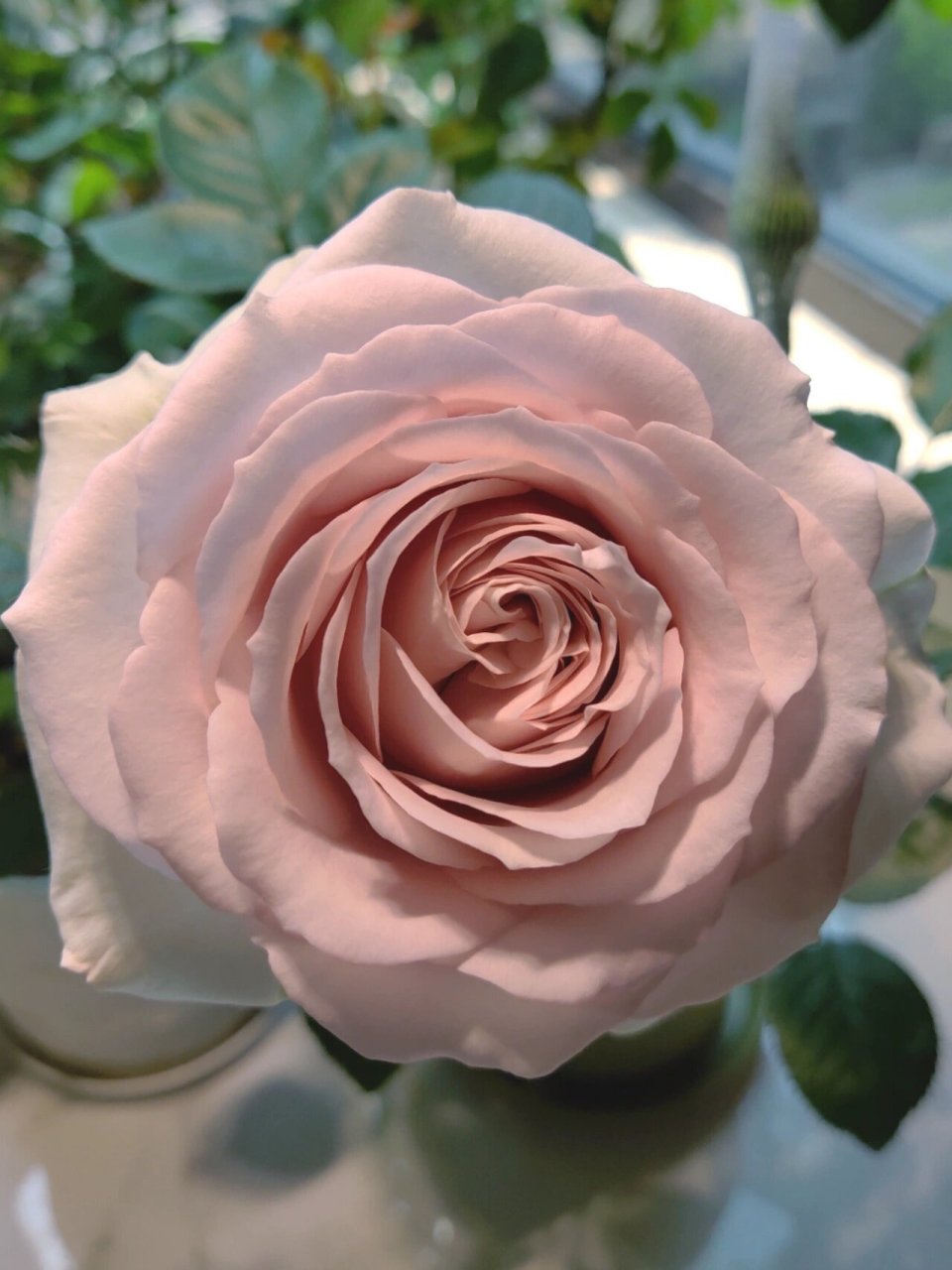 珂赛特月季 很大朵,形状个颜色也好看的 开花枝不算长,是乙女心的一半