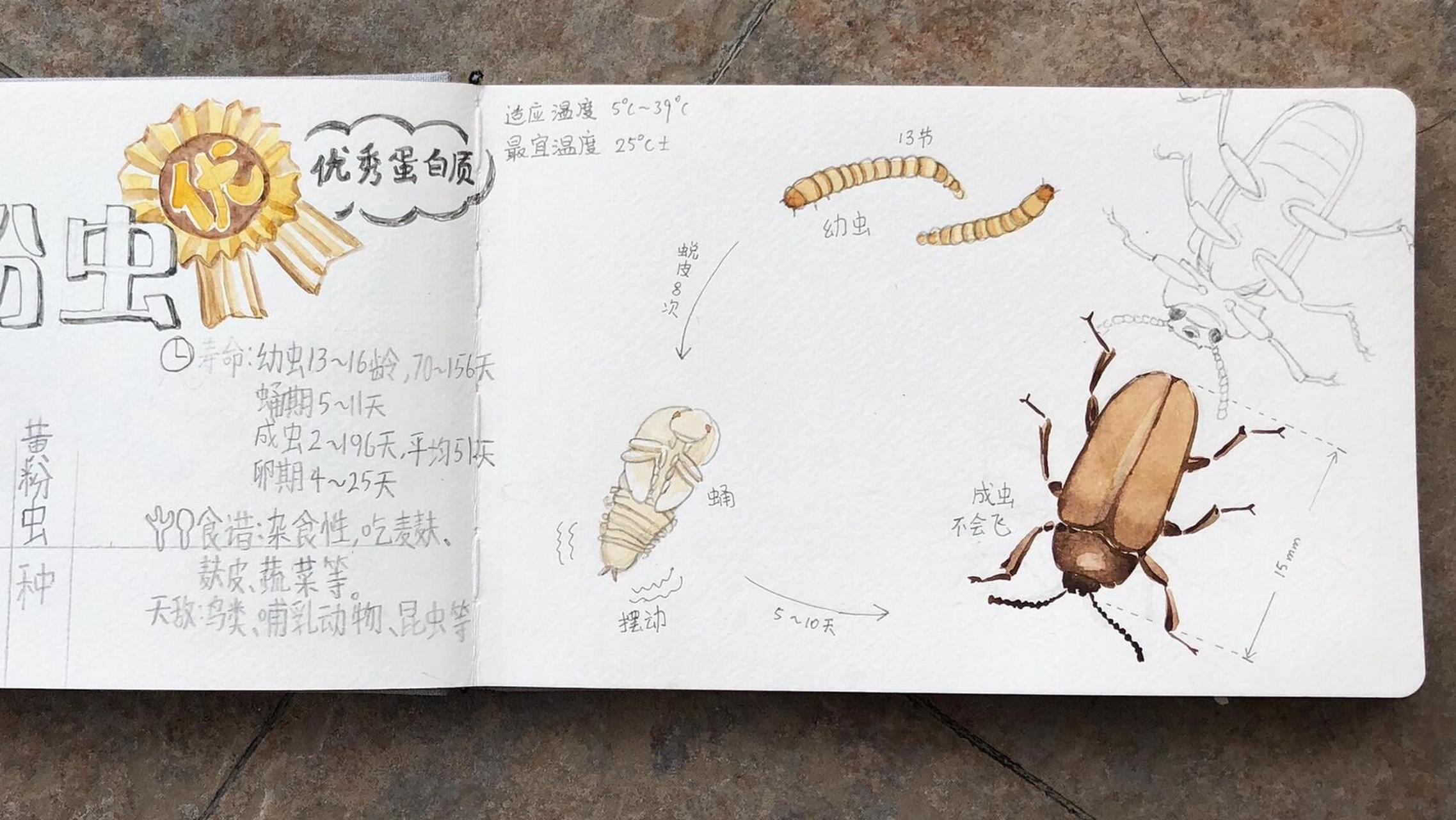 黄粉虫 动物学分类:动物界/节肢动物门(六足亚门)/昆虫纲(有翅亚纲)