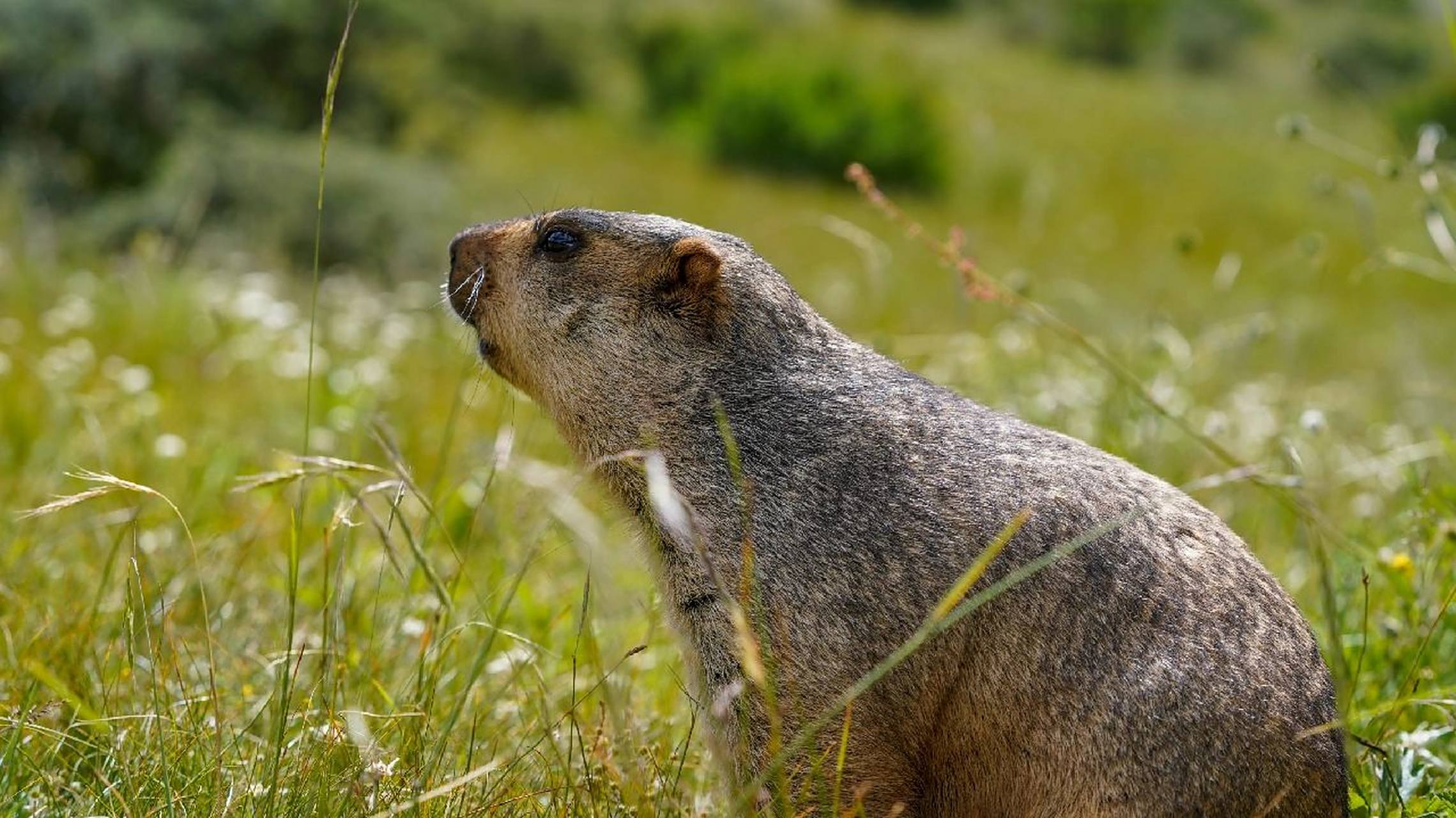旱獭科普     旱獭属(学名:marmota):大型啮齿动物,共有14个物种.