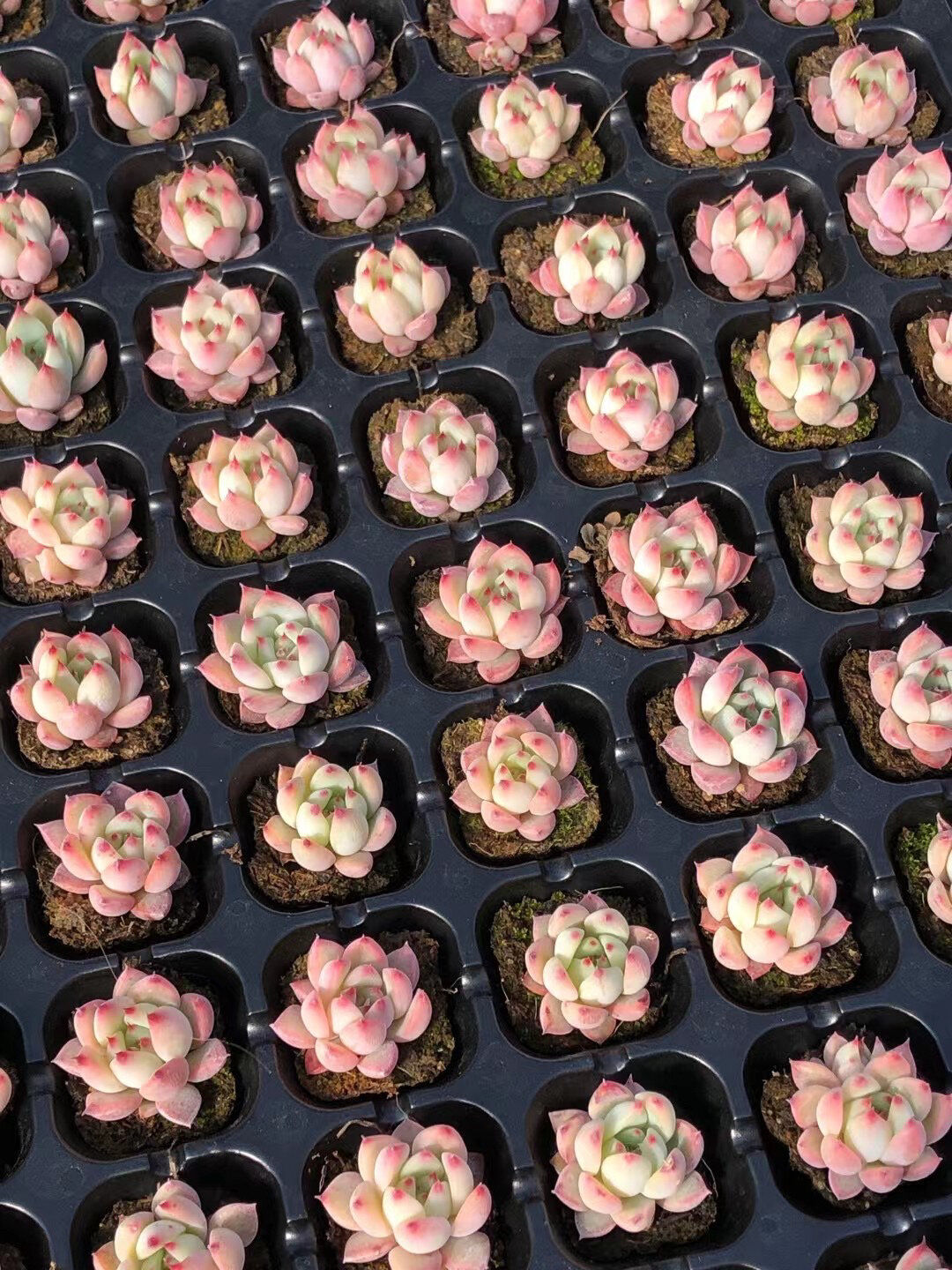 卡罗拉,原始卡罗拉多肉.
