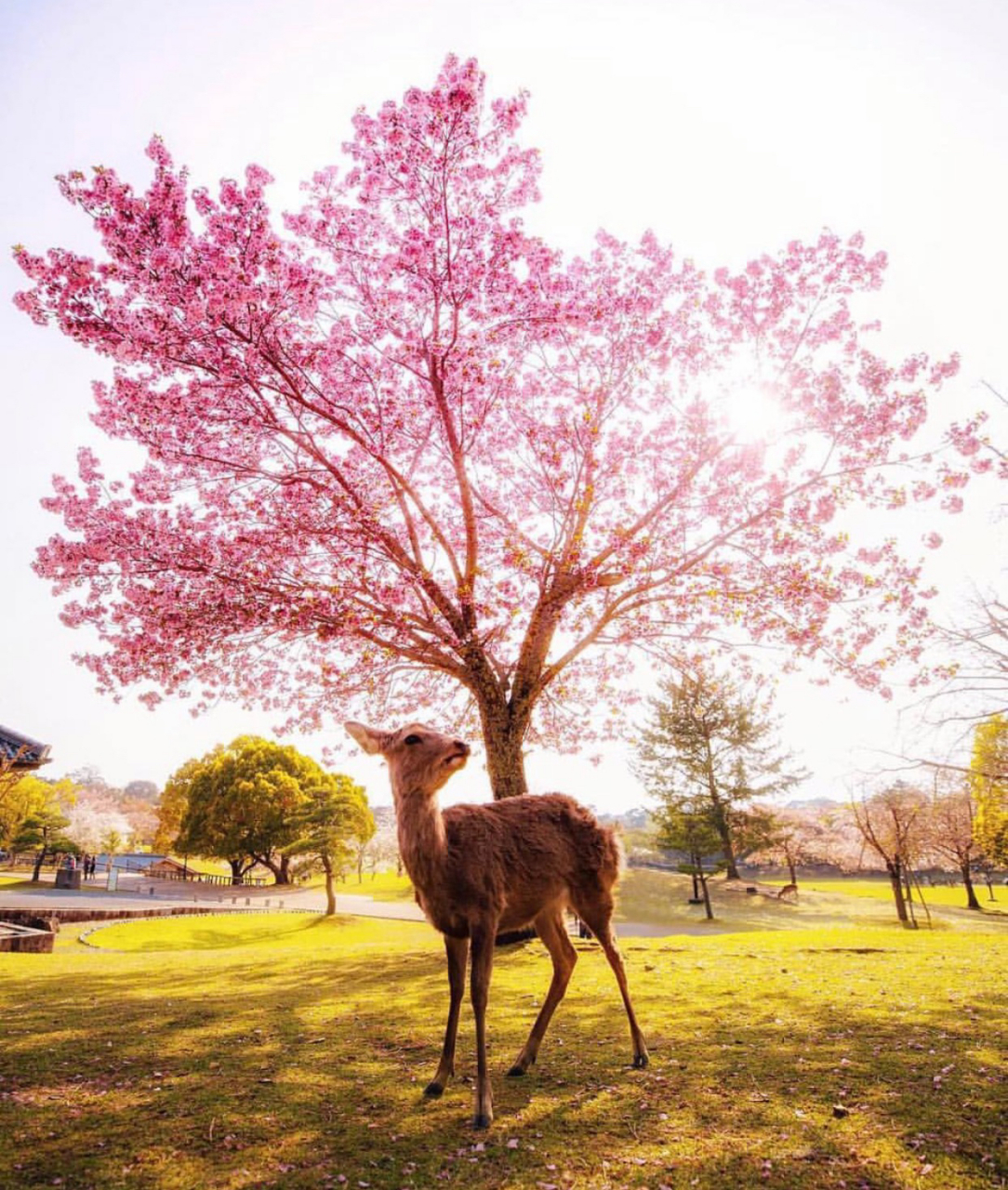 最美的日本樱花季图片送给你们 疫情下的日本樱花季2020年日本樱花祭