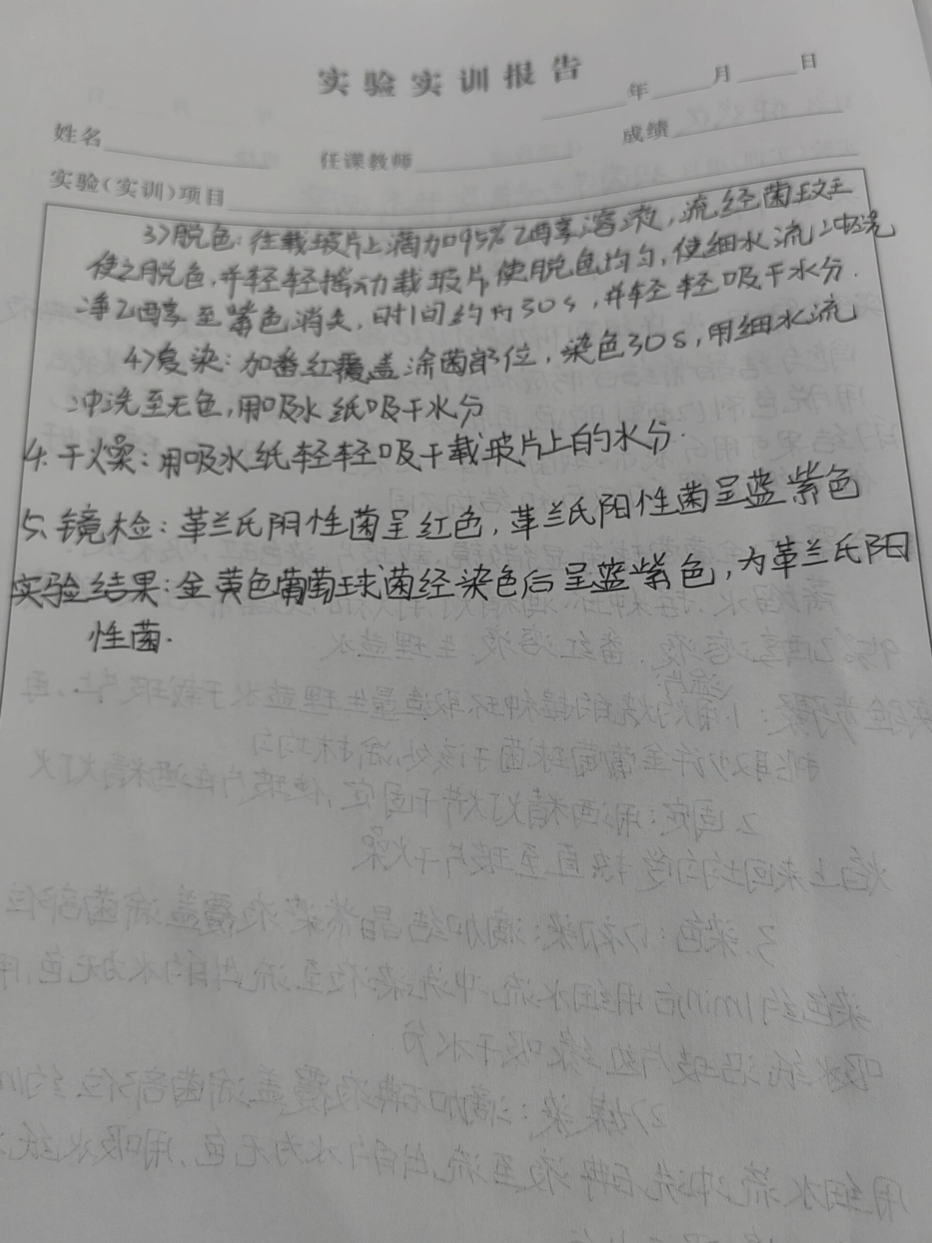 革兰染色实验报告 革兰染色实验报告(金葡萄球菌),字体正在努力变好