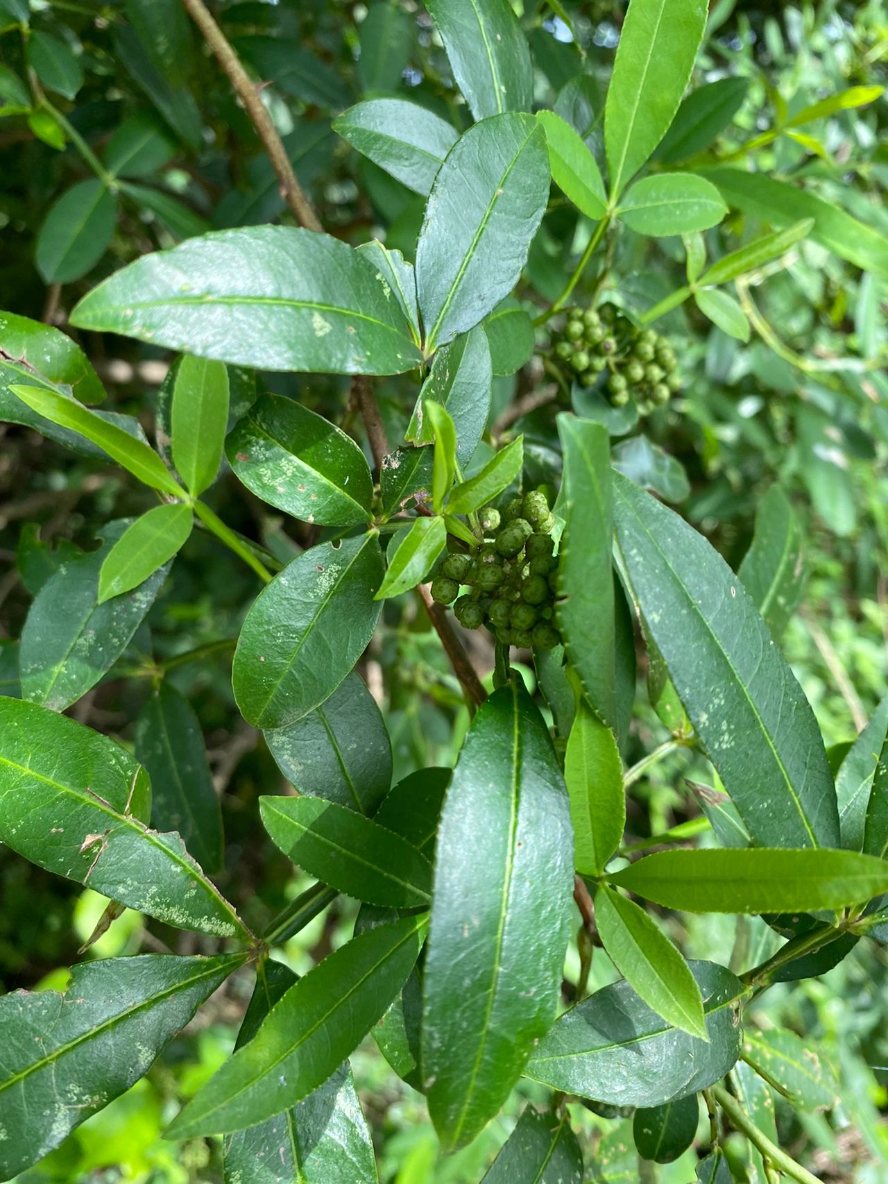 大山里的野生花椒 大山里的野生花椒