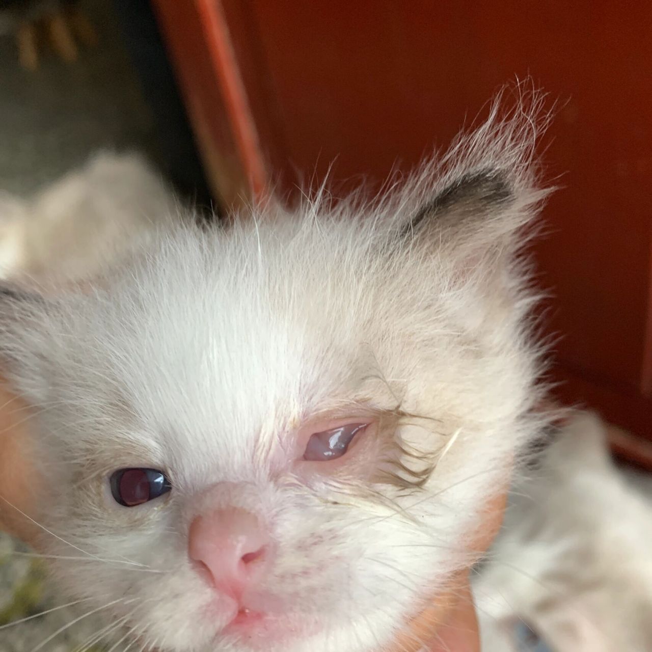 猫咪得了疱疹病毒怎么办?