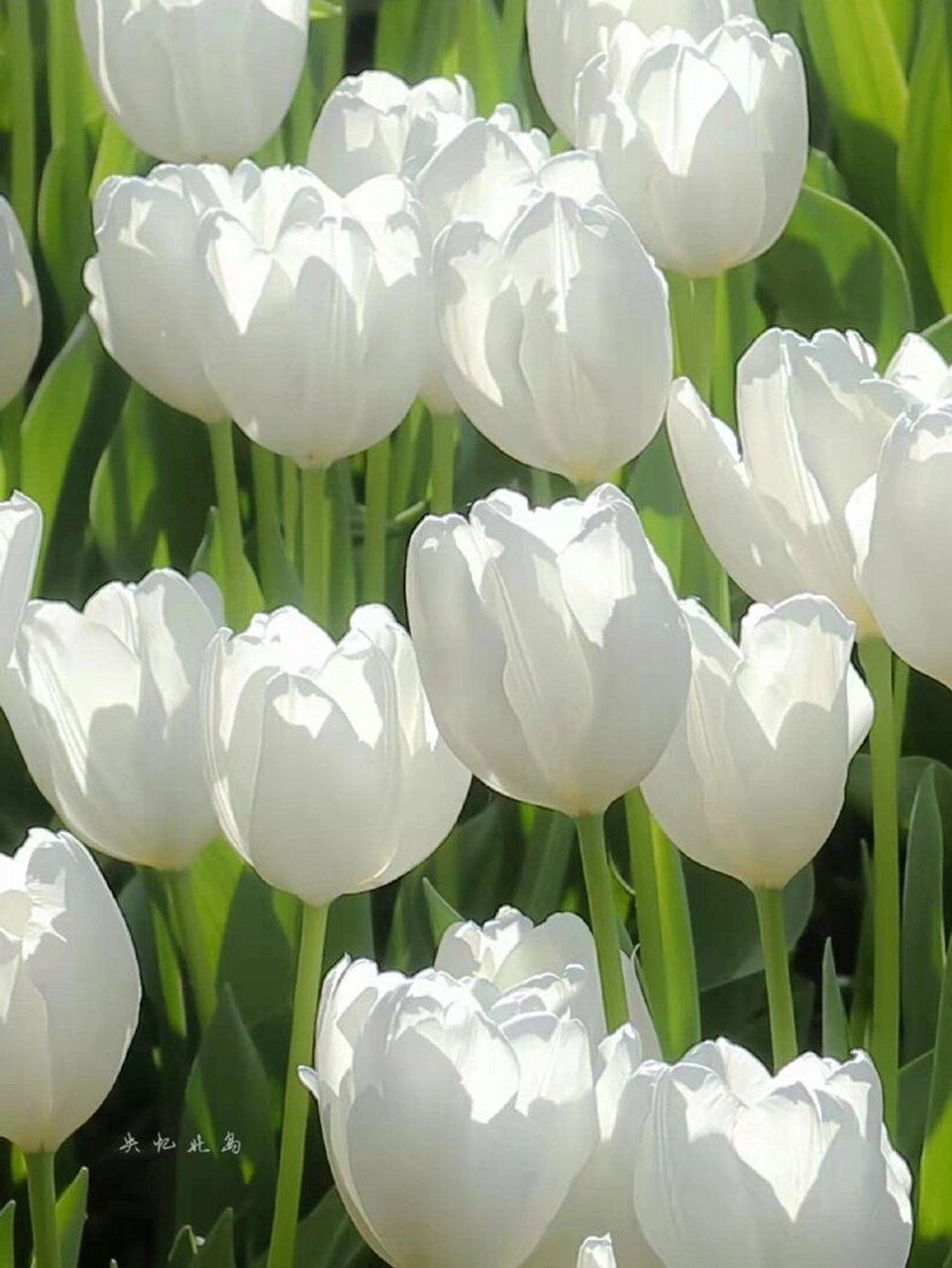 图片分享07白色郁金香93"爱"的救赎 #背景图分享# #图片分享