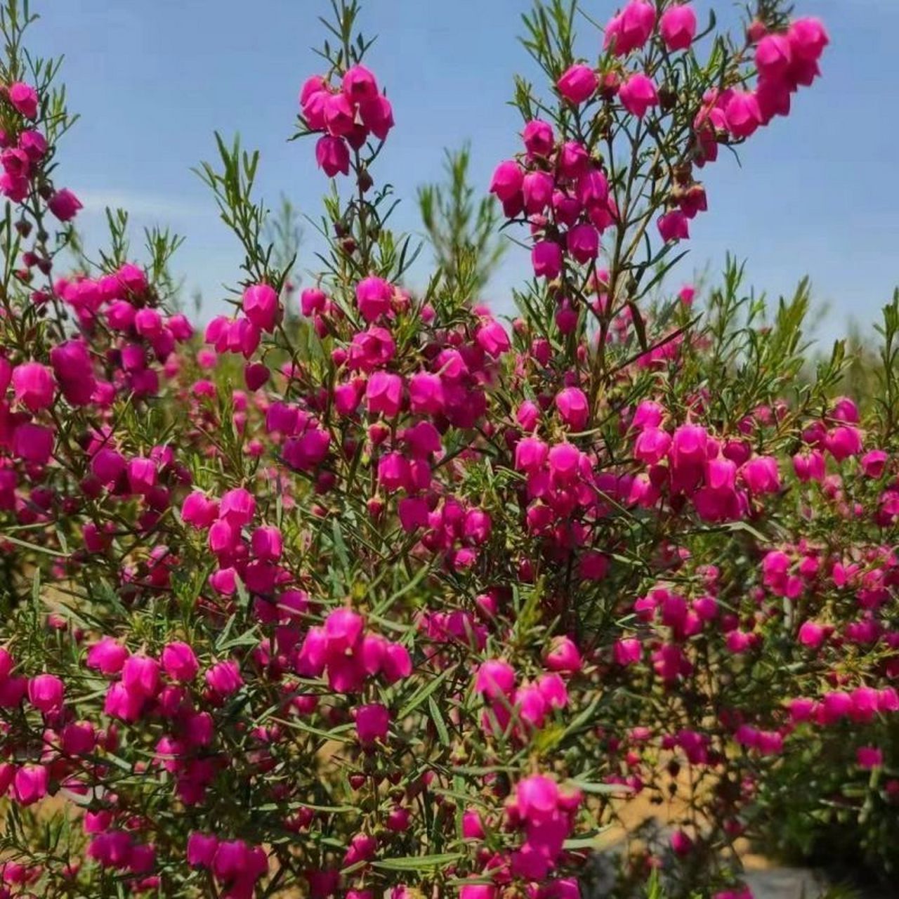 波罗尼花养到开花 估计还有很长一段路要走 心血来潮,买了个新奇特